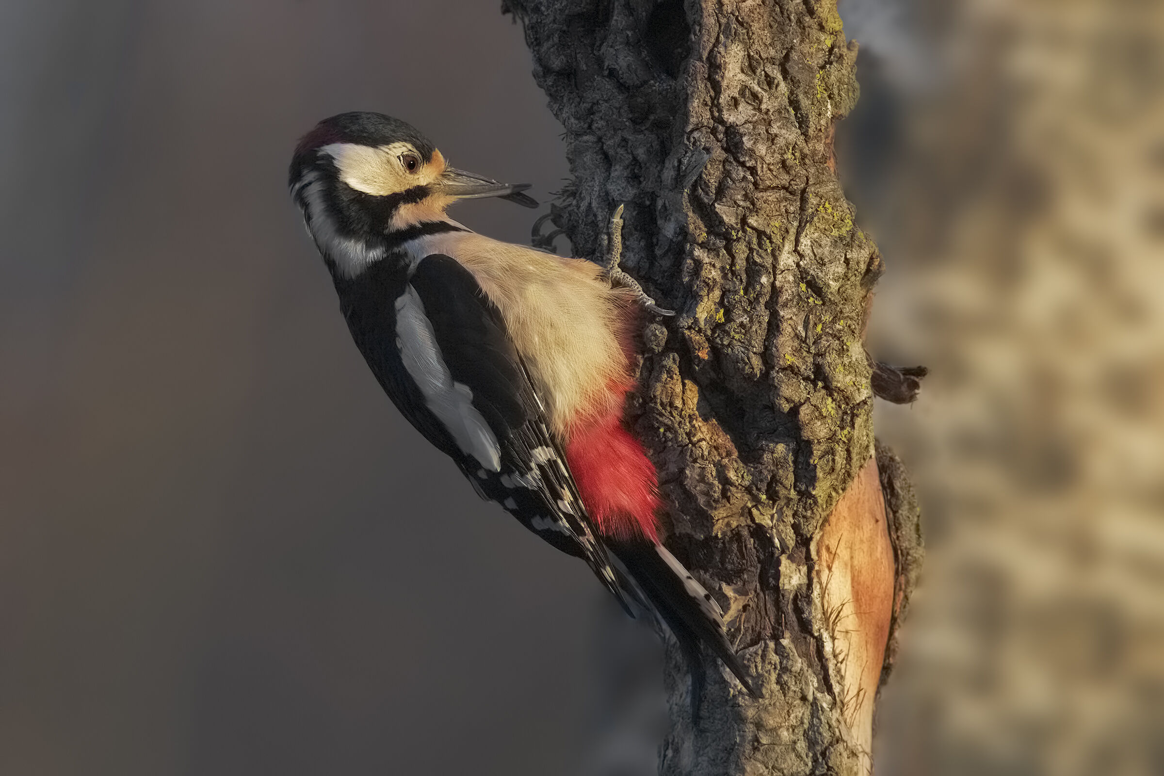 picchio rosso maggiore difettoso