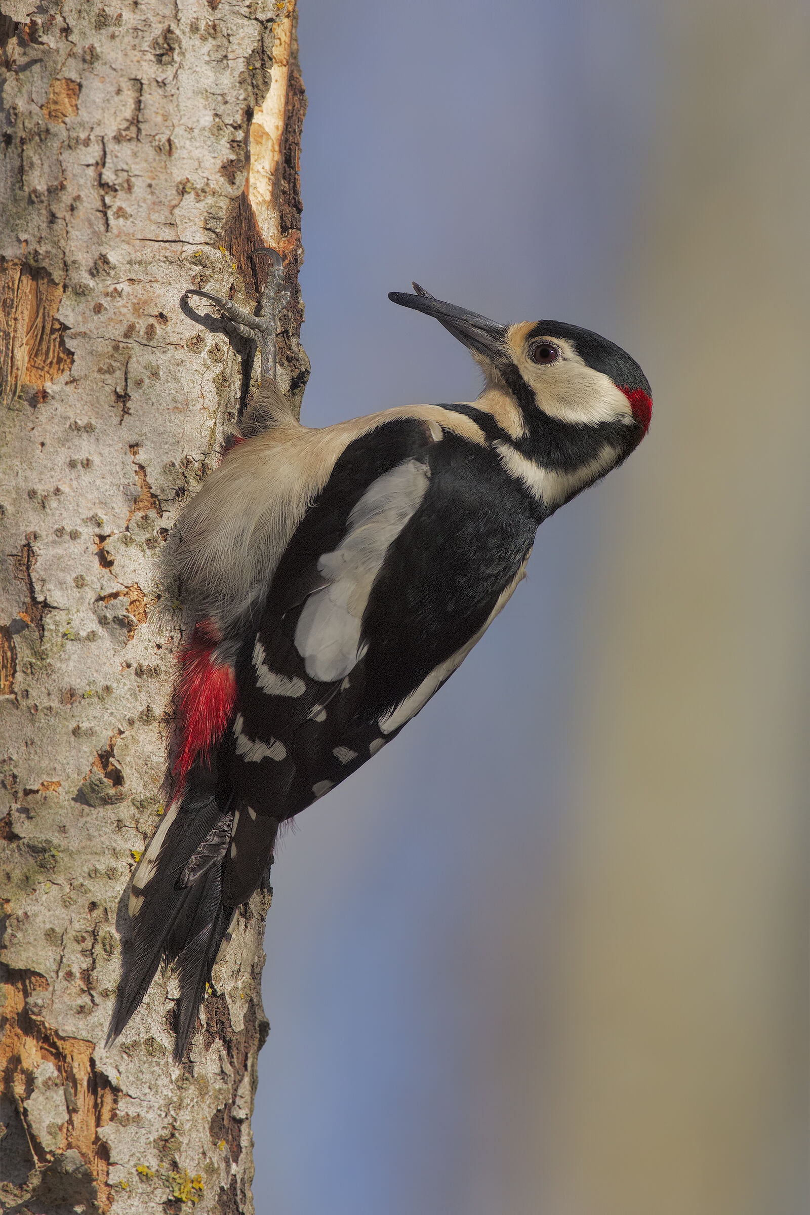 picchio rosso maggiore difettoso2