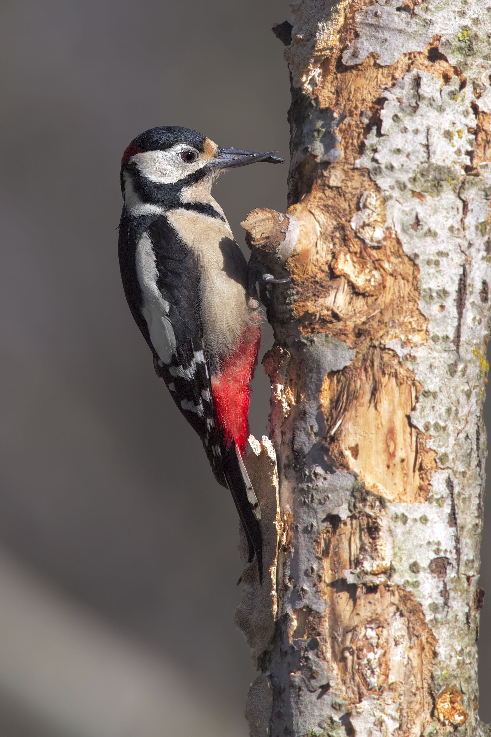 picchio rosso maggiore difettoso3