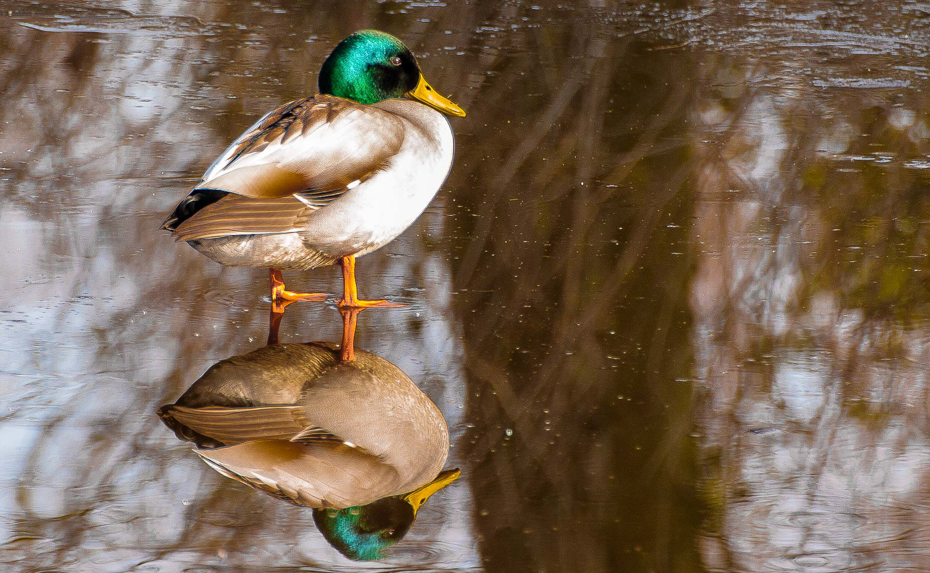 How to turn the laps