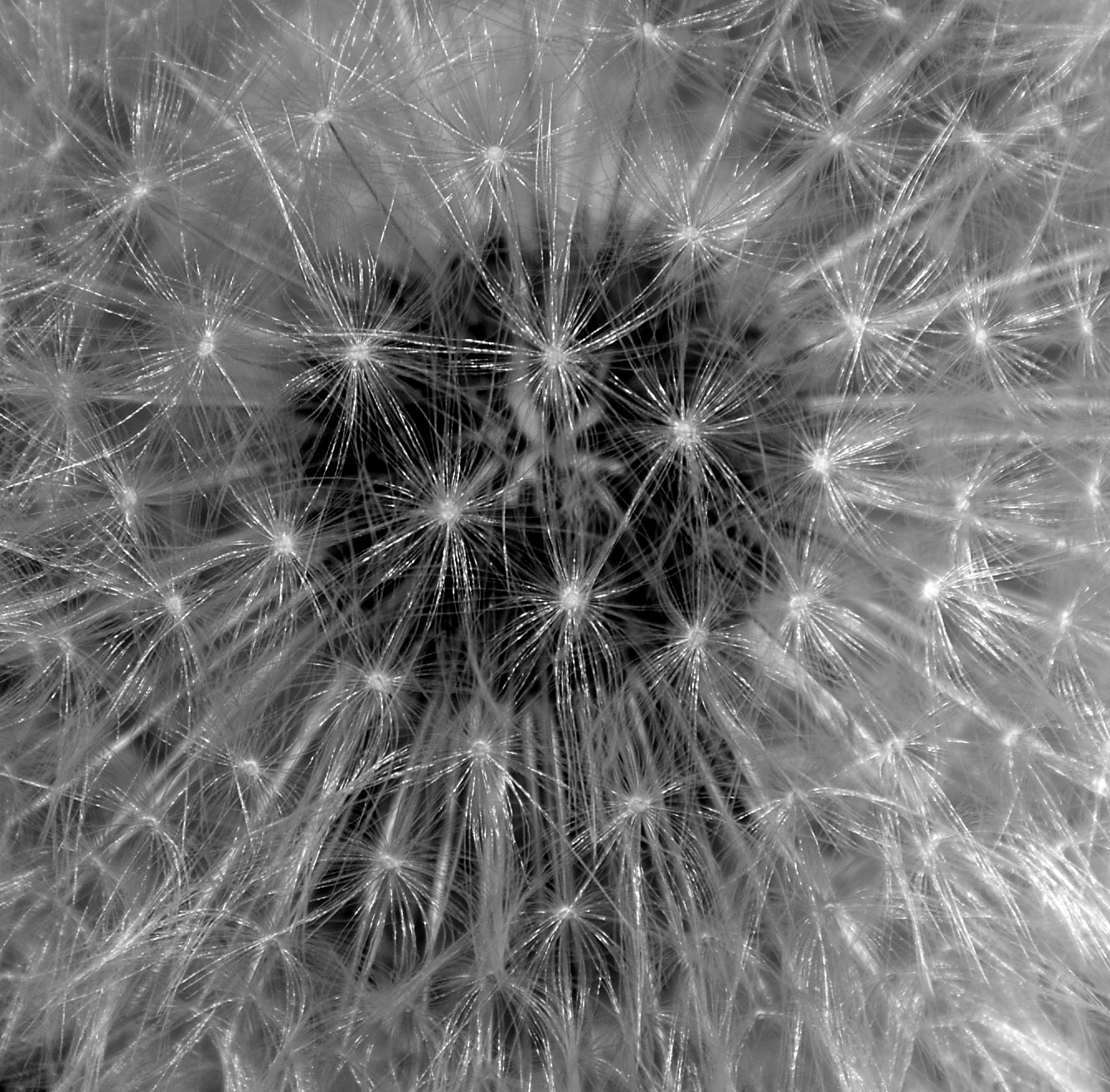 Fiore
