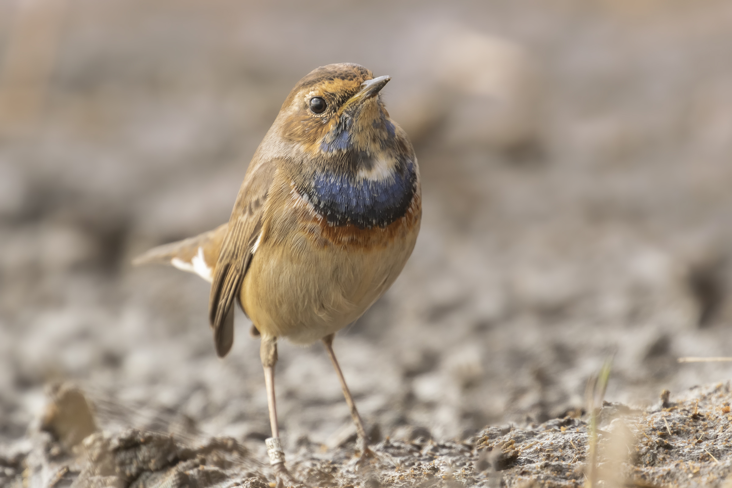 Bluethroat