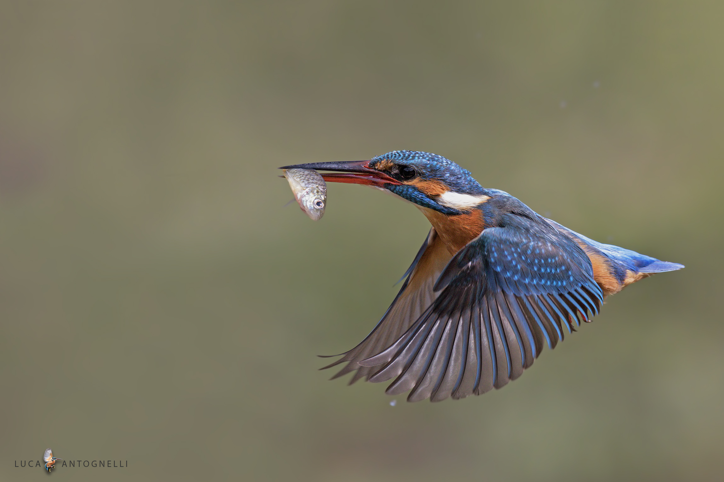 Kingfisher with little sun-perch.