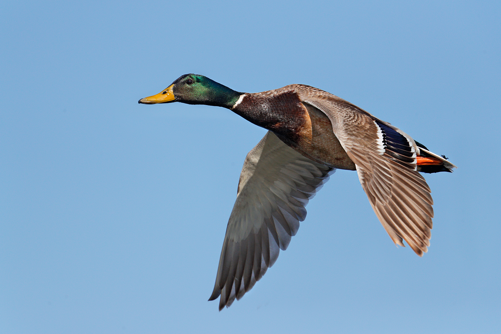 Mallard