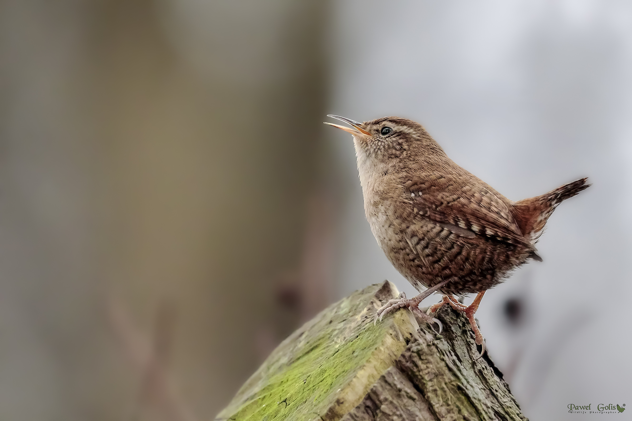 Wren (Troglodytes troglodytes) di Eurasian