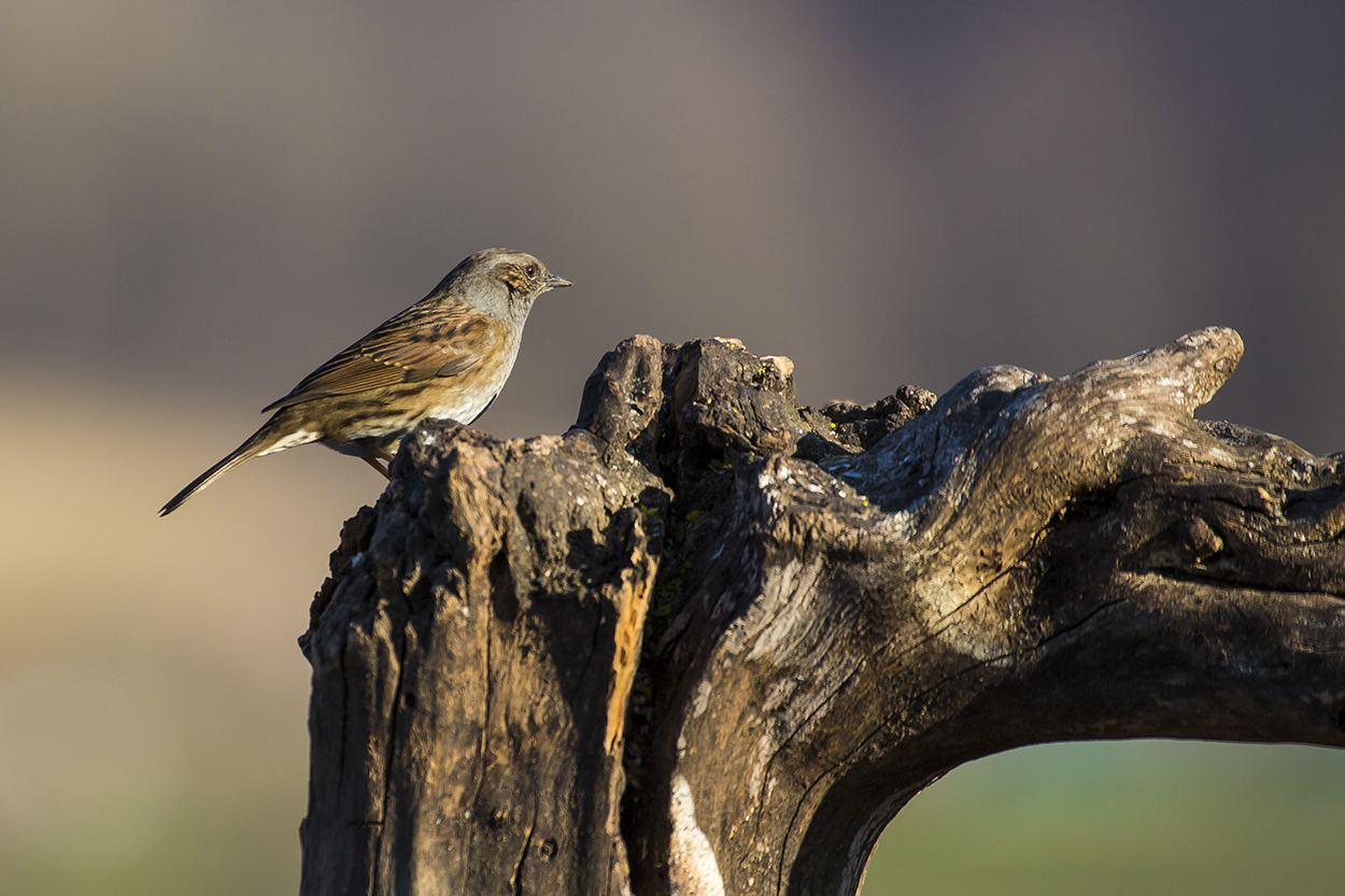 Passera Dunnock