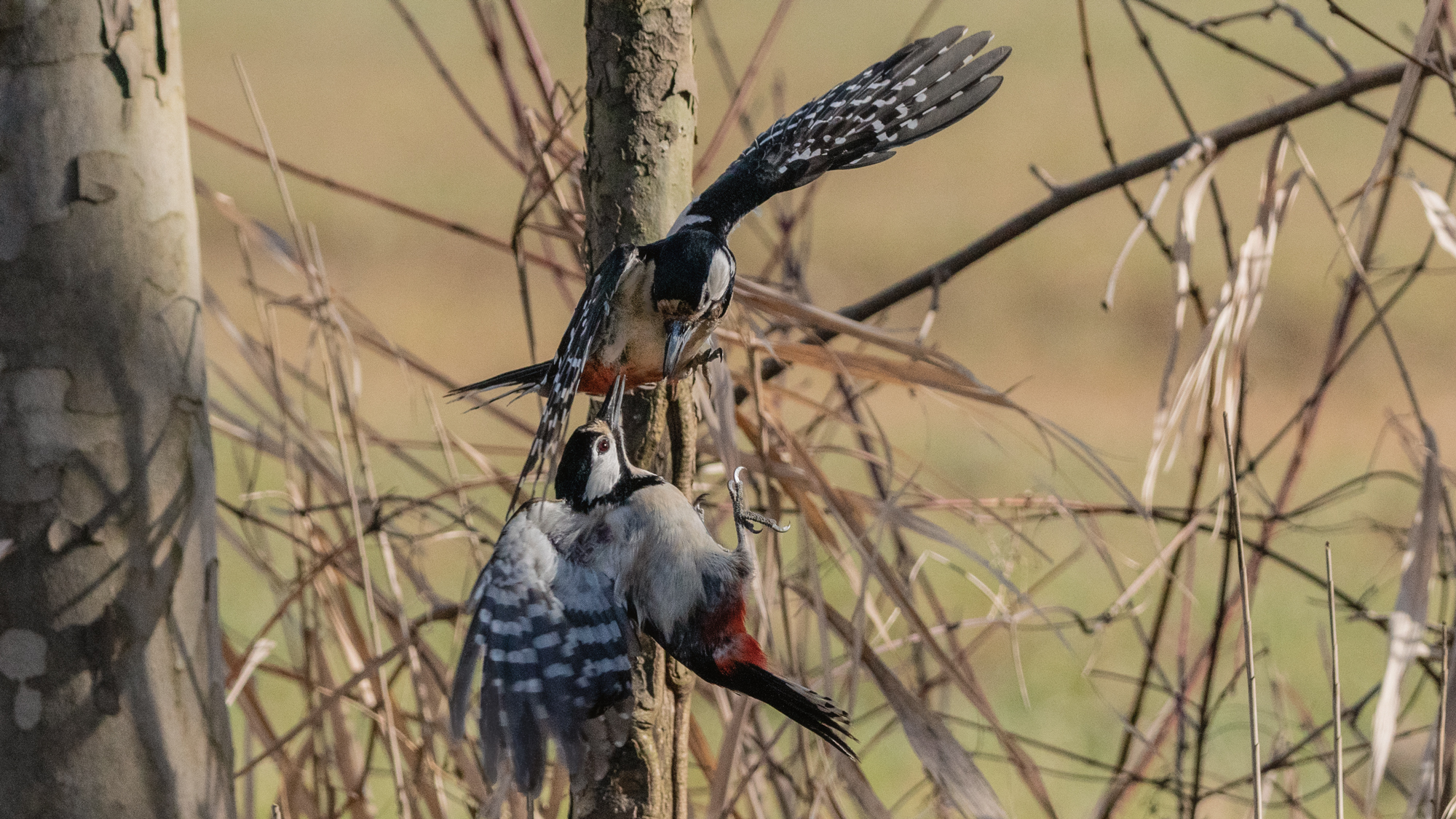 Red Woodpeckers