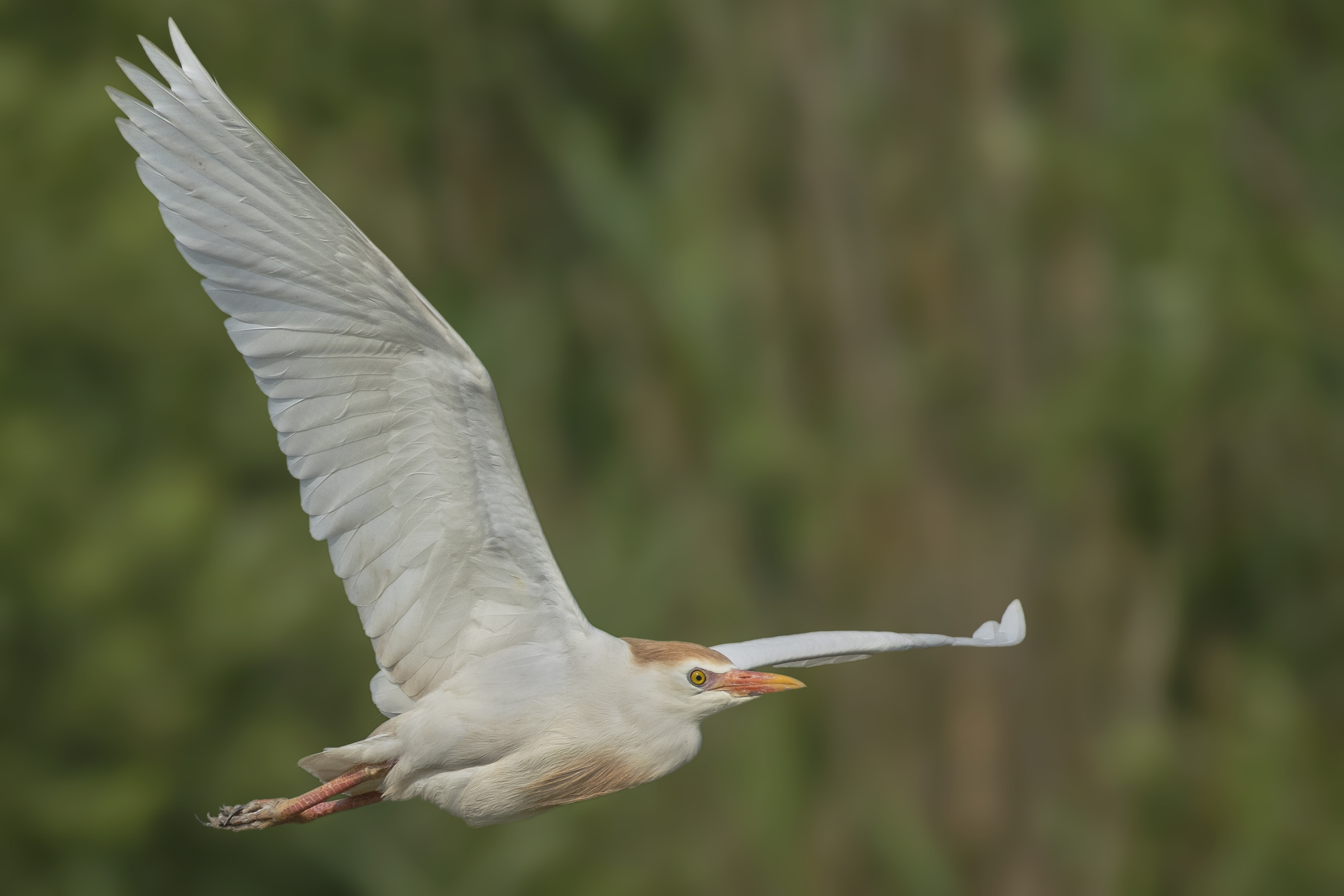 airone guardabuoi in volo