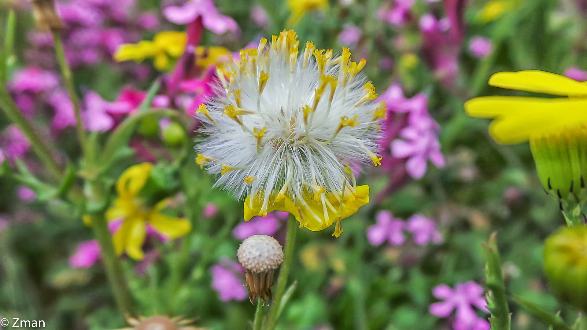 Dandelion