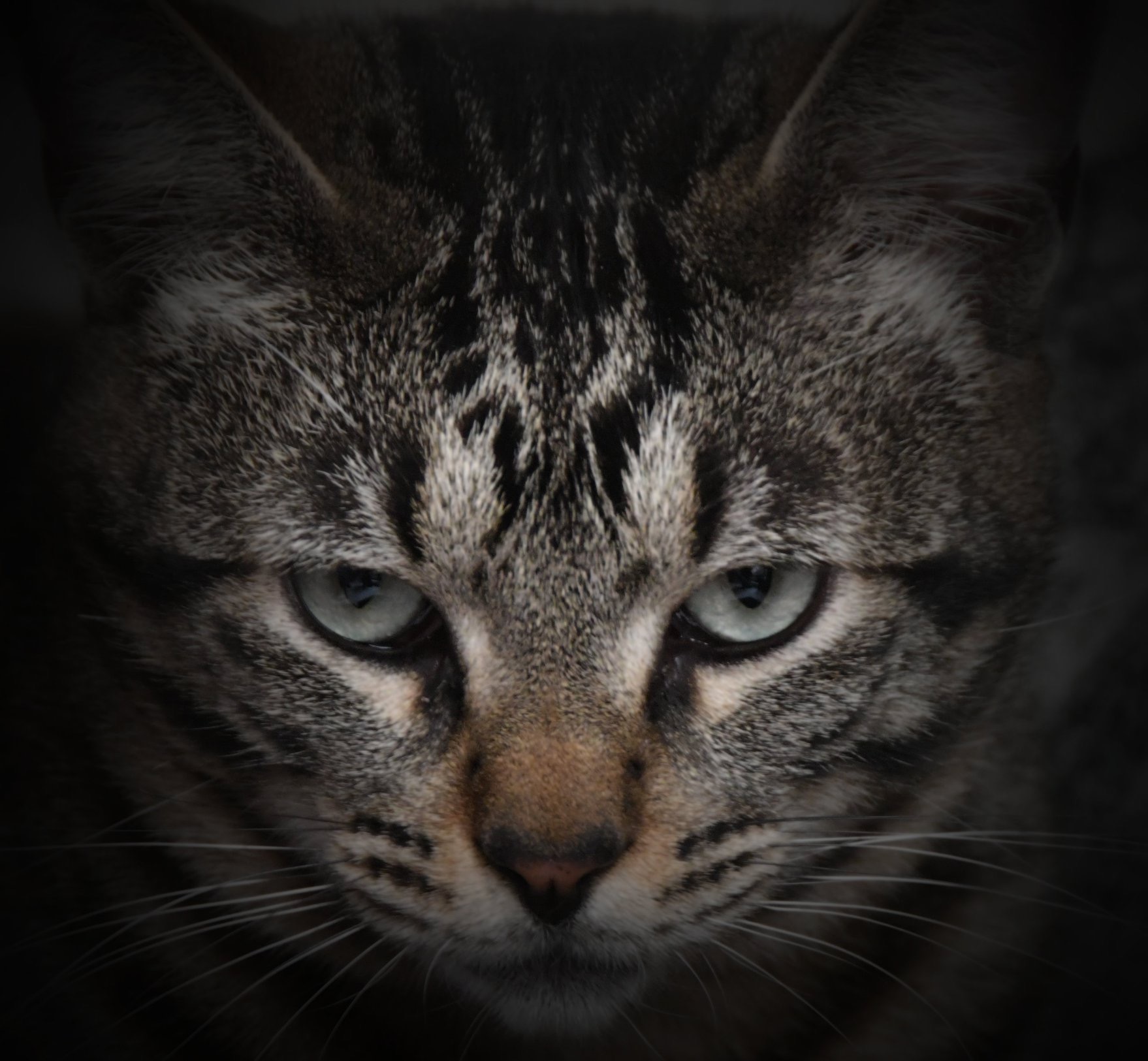 Cat eyes