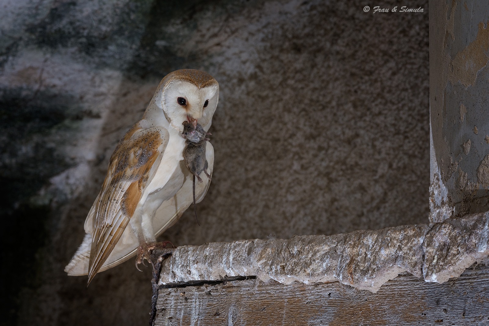 The Good Witch of the Barn