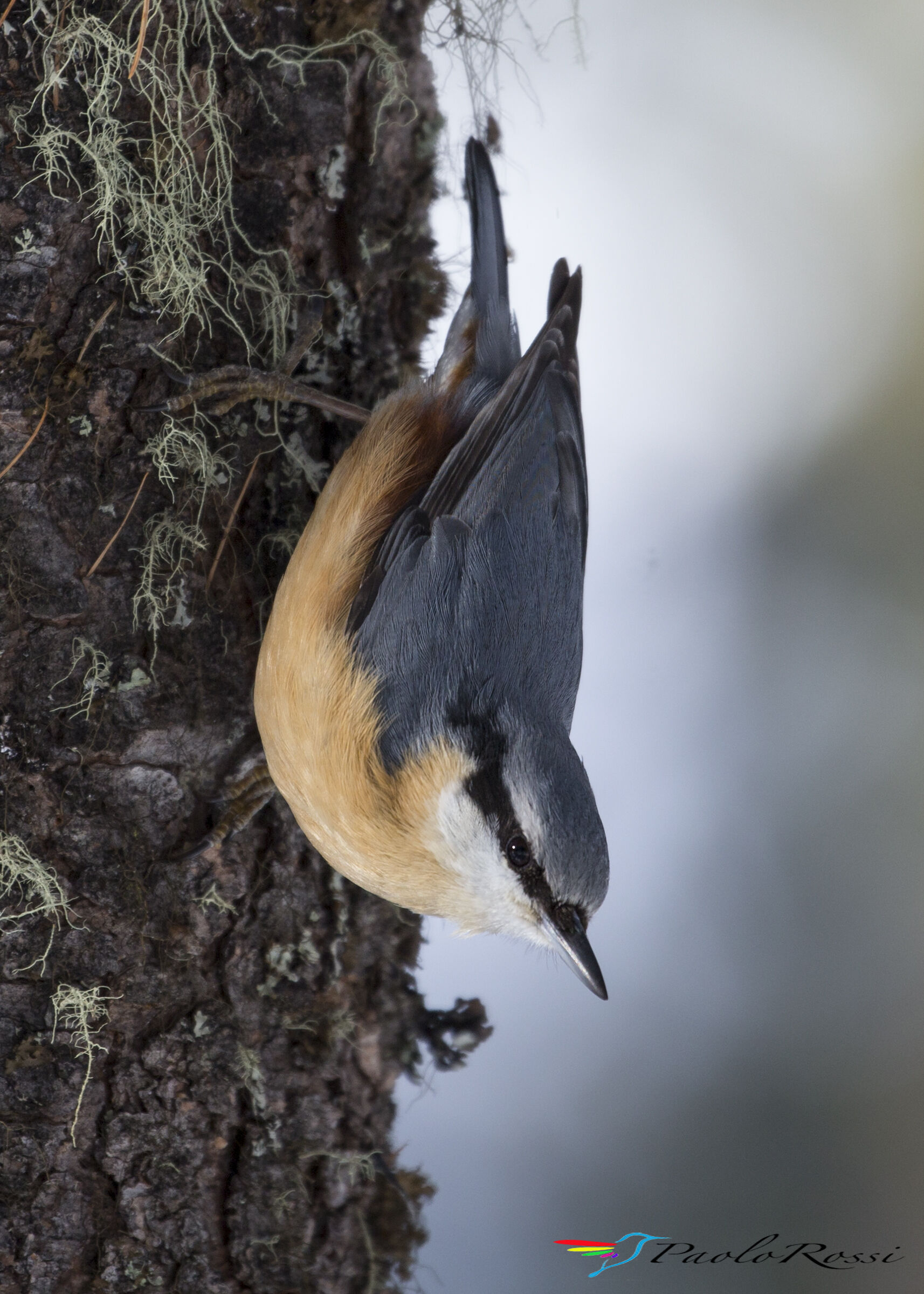 Nuthatch...
