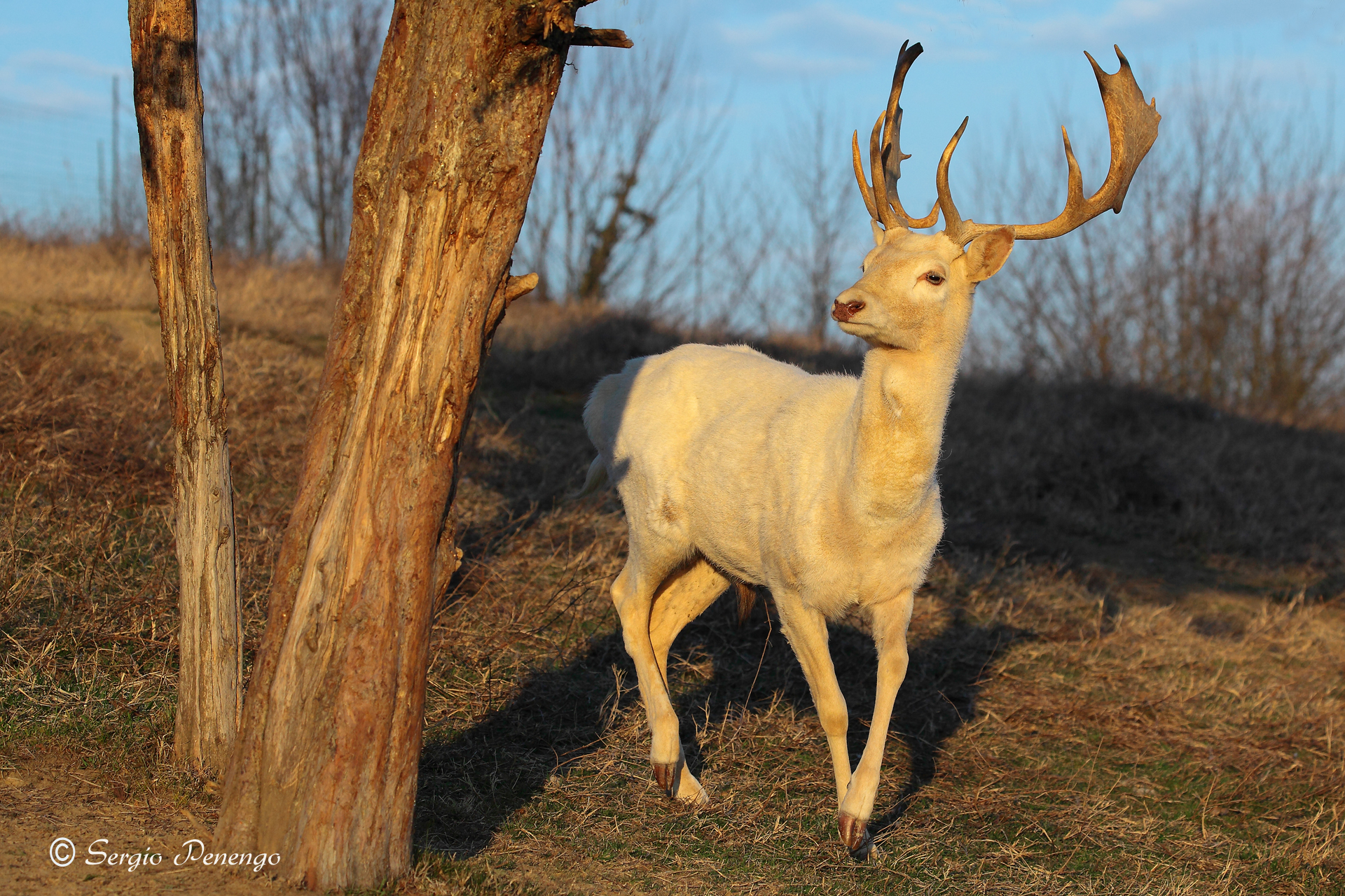 "Daino albino al tramonto"