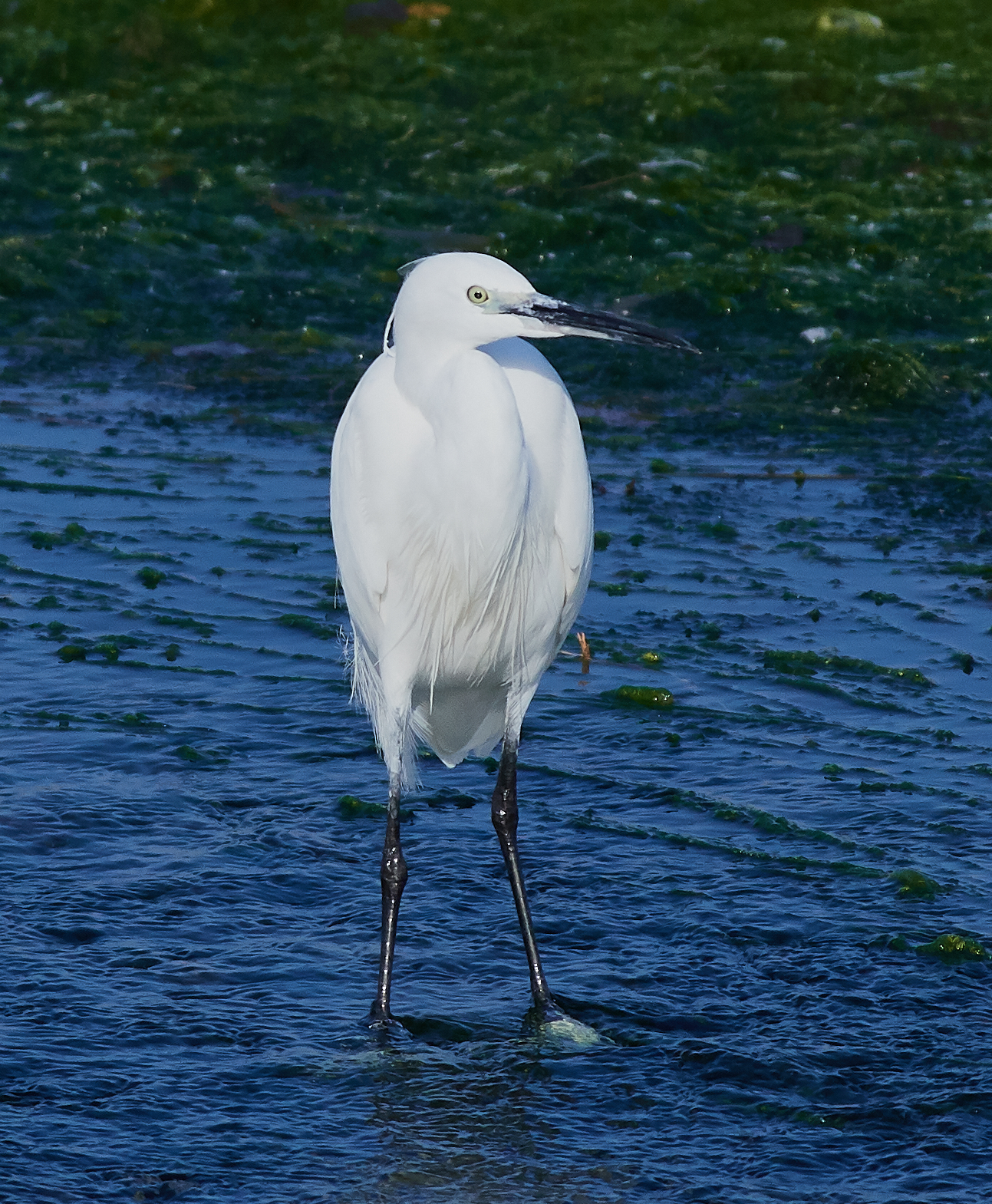 la Garzetta sulla foce del Quiliano (Savona)