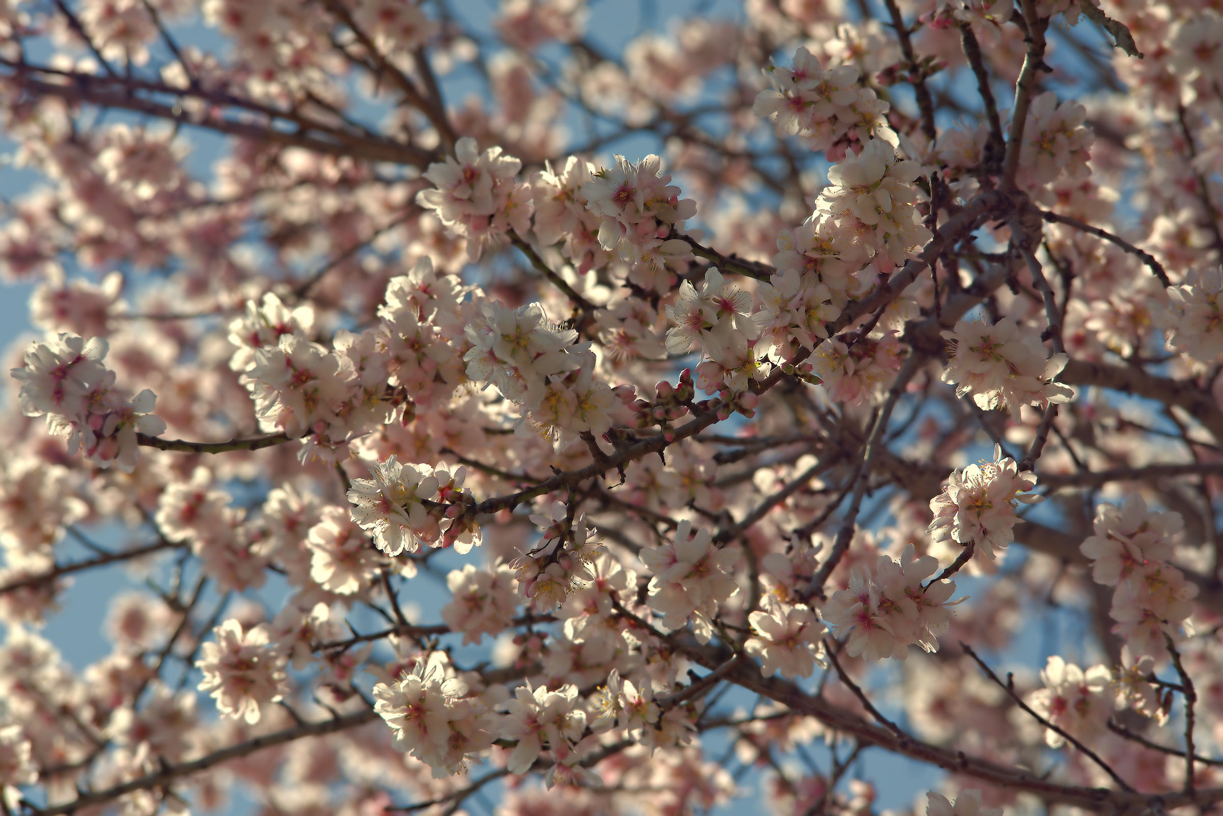 Mandorlo in fiore