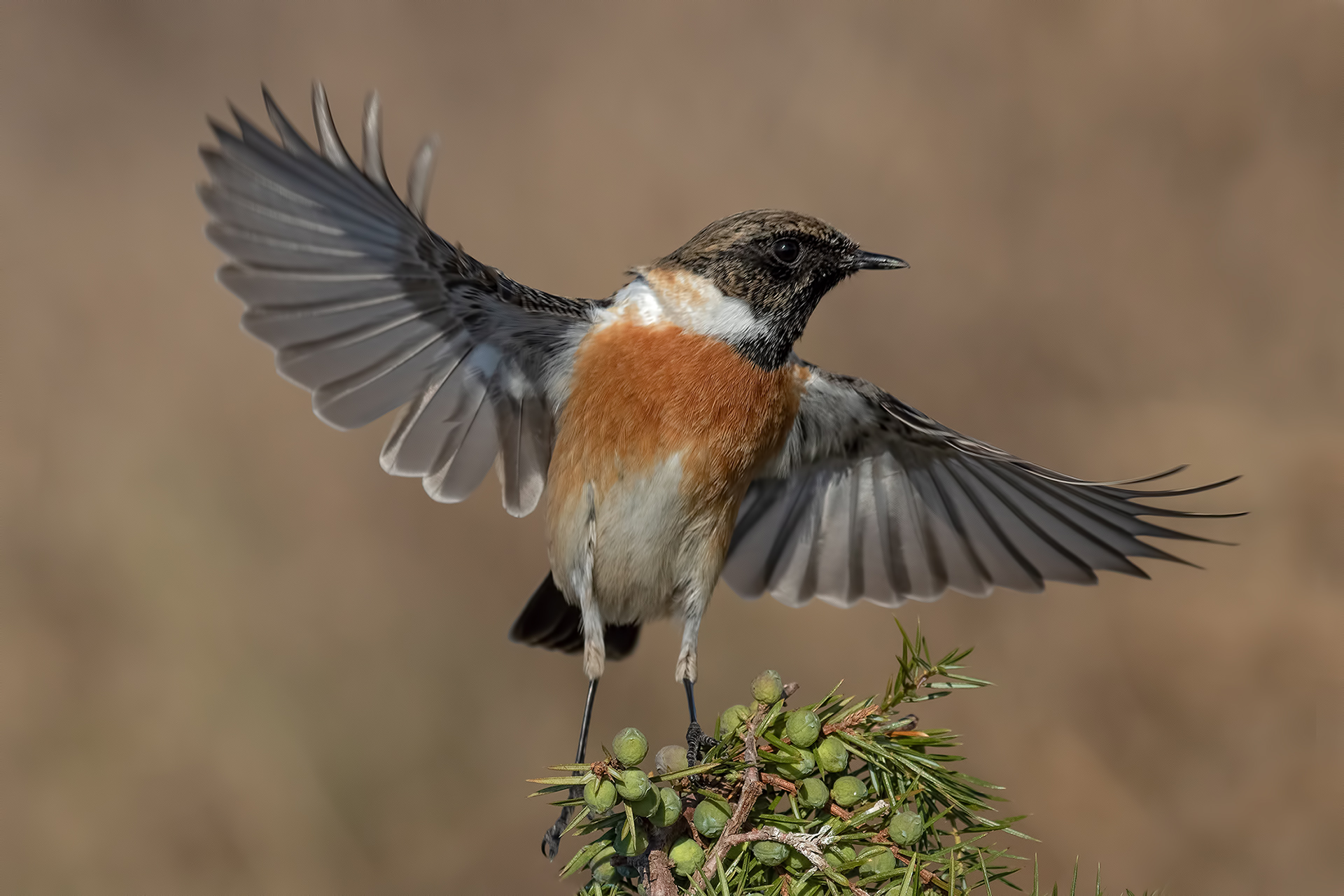 Saltimpalo-European Stonechat