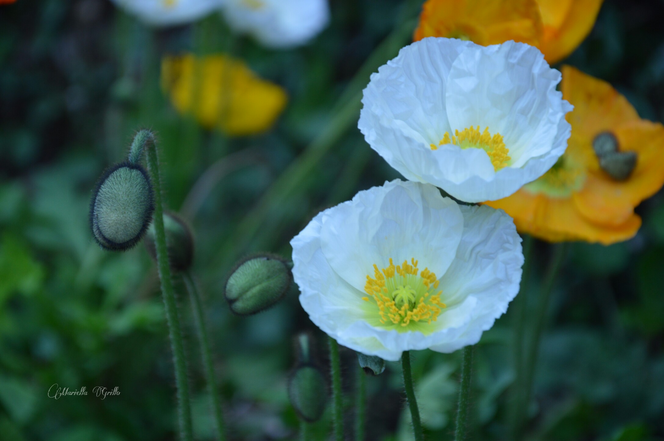 Poppies
