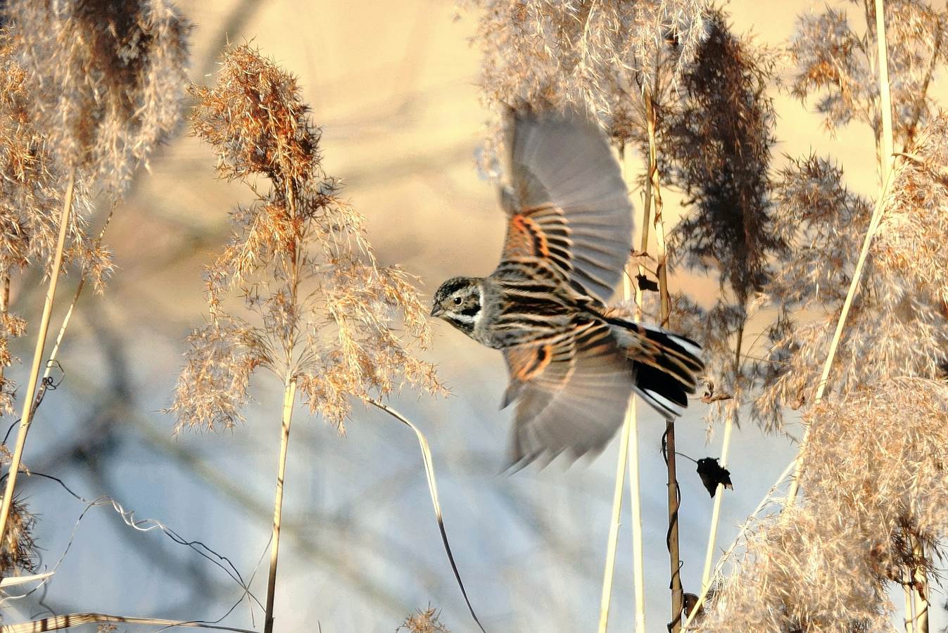 migliarino di palude