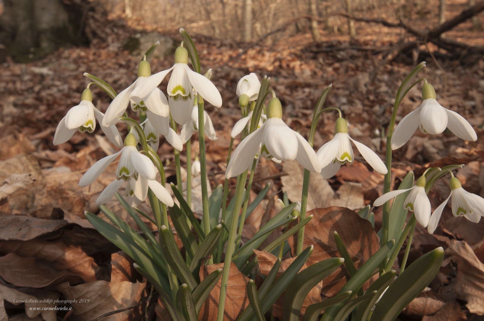 Bucaneve stella del mattino.