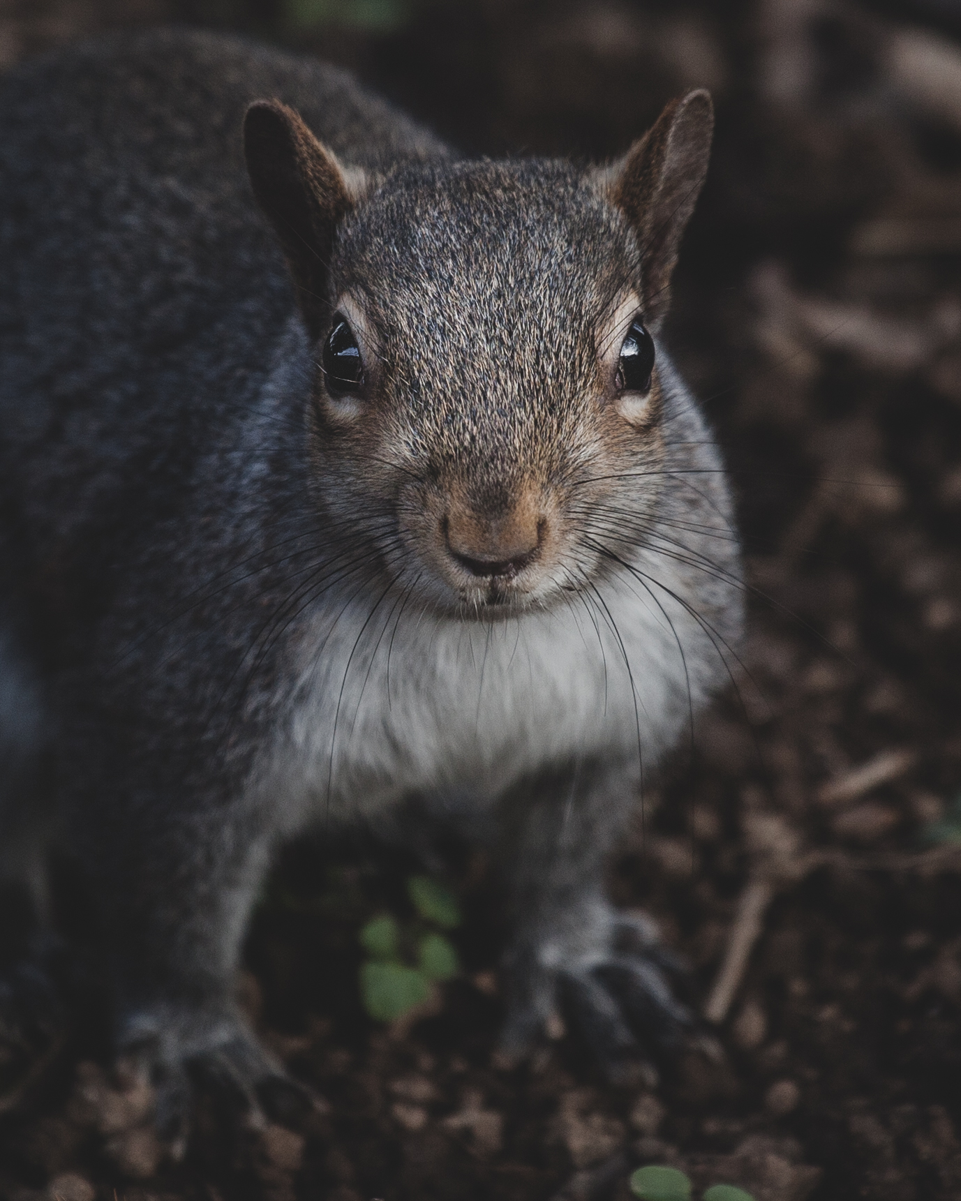 Ritratto di Scoiattolo