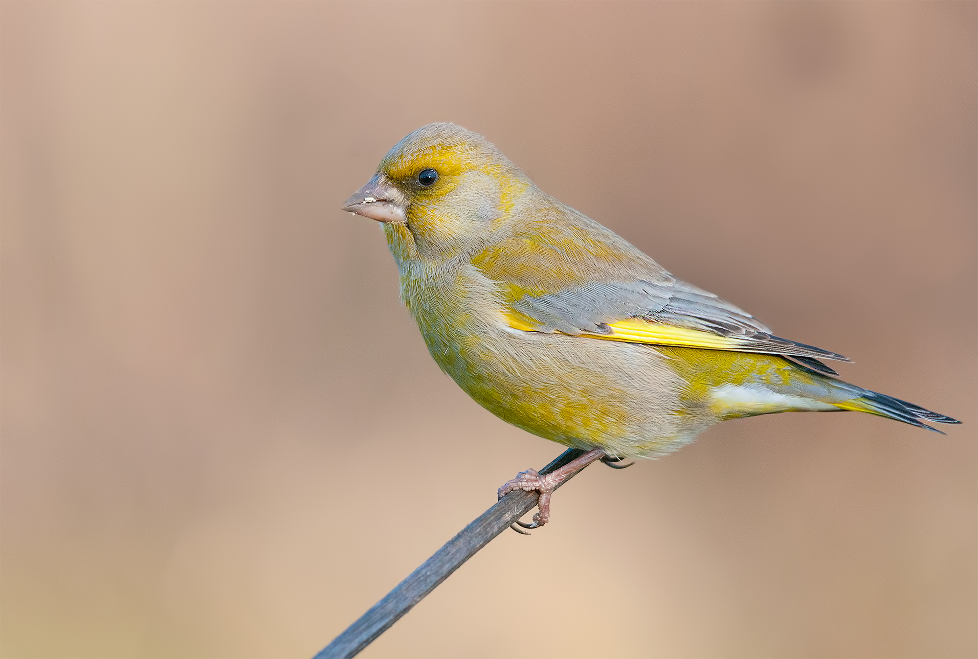 Male-Montemarcello Verdone.