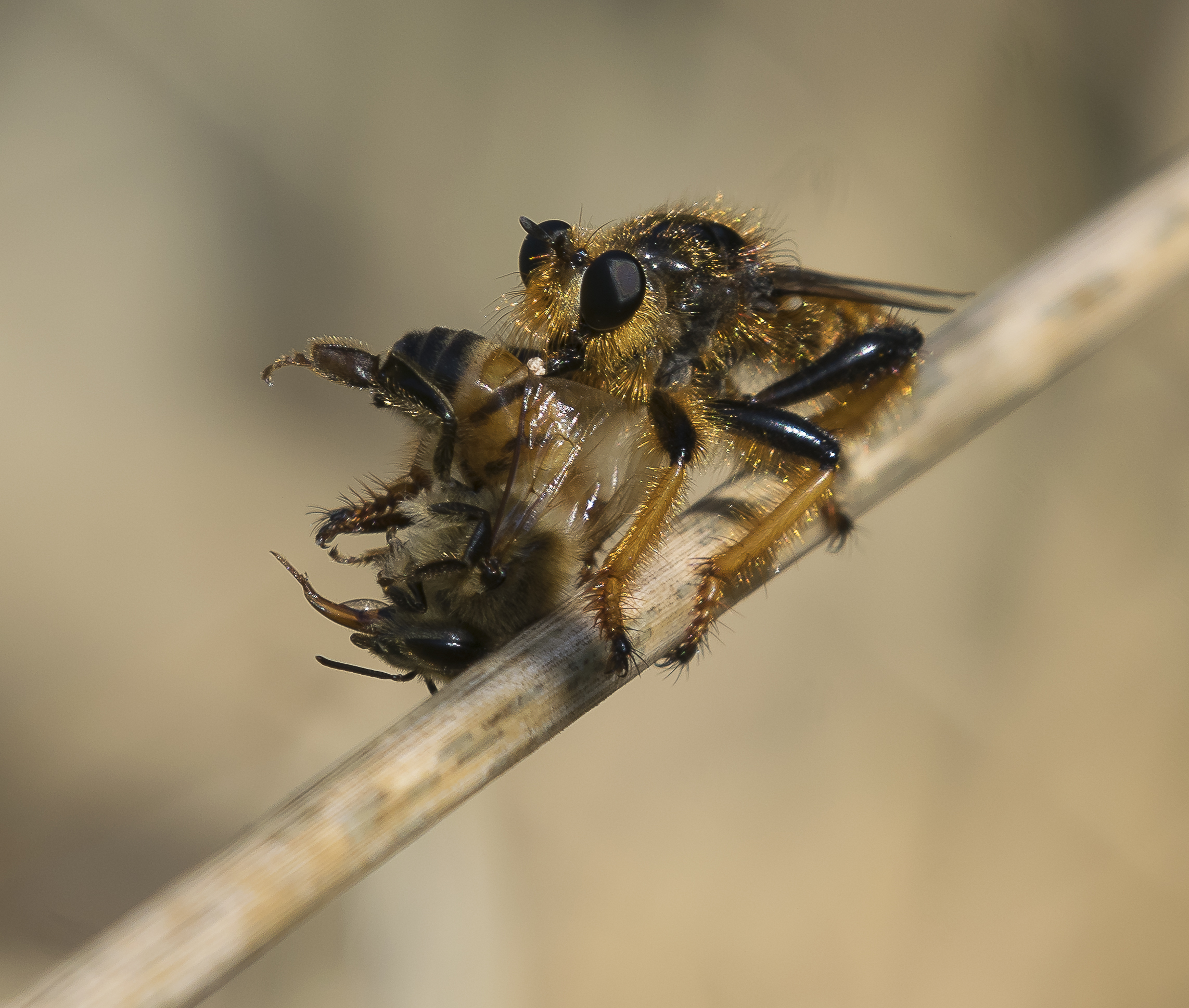 Asilidae che preda un Ape