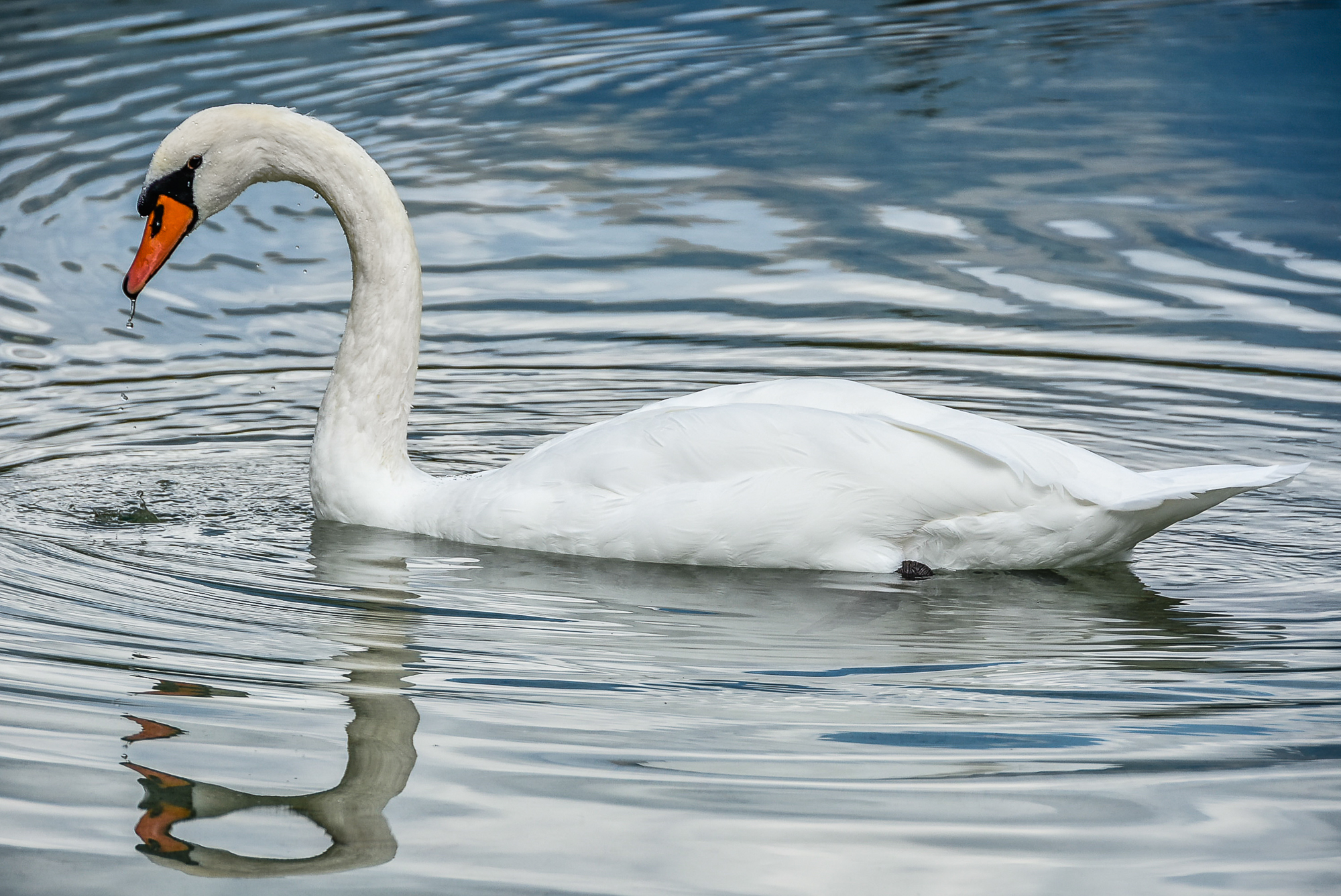 Il Principe del lago