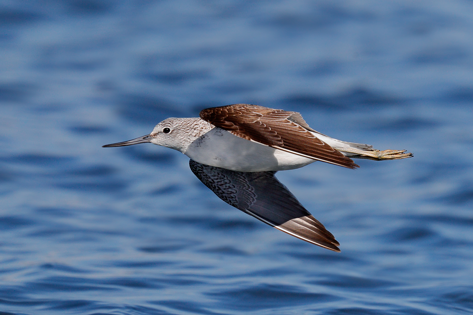 Greenshank