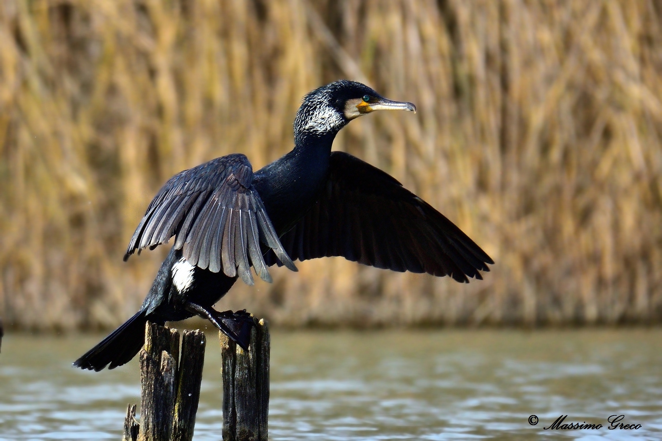 Cormorant