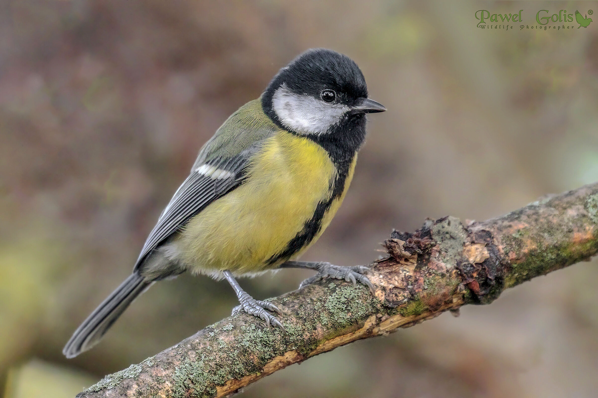 La grande tetta (Parus major)