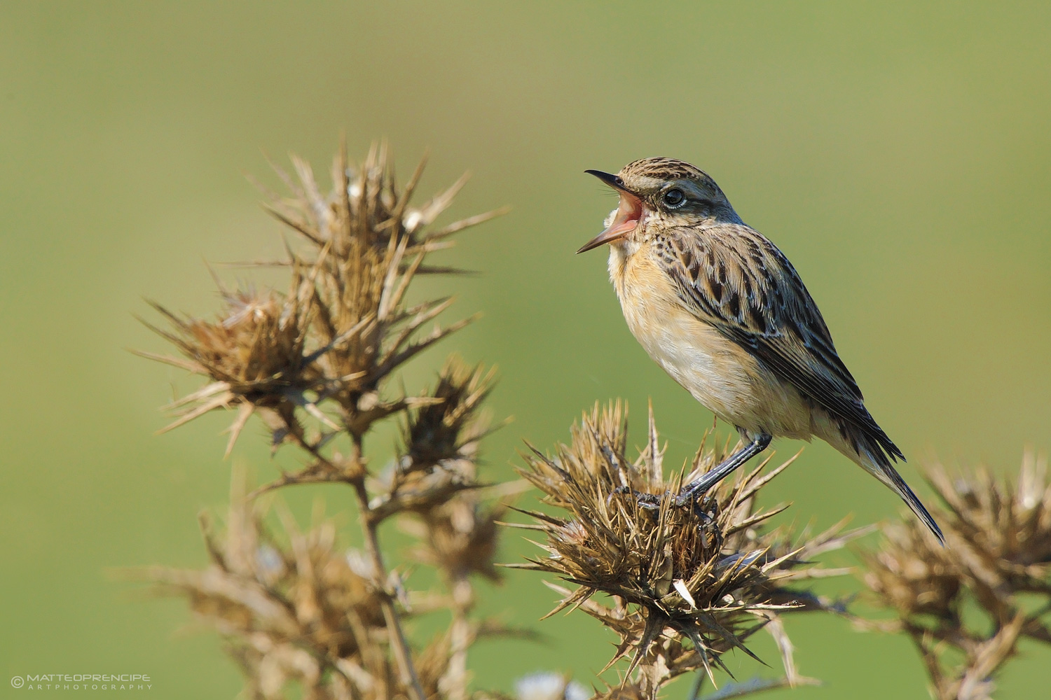 Whinchat