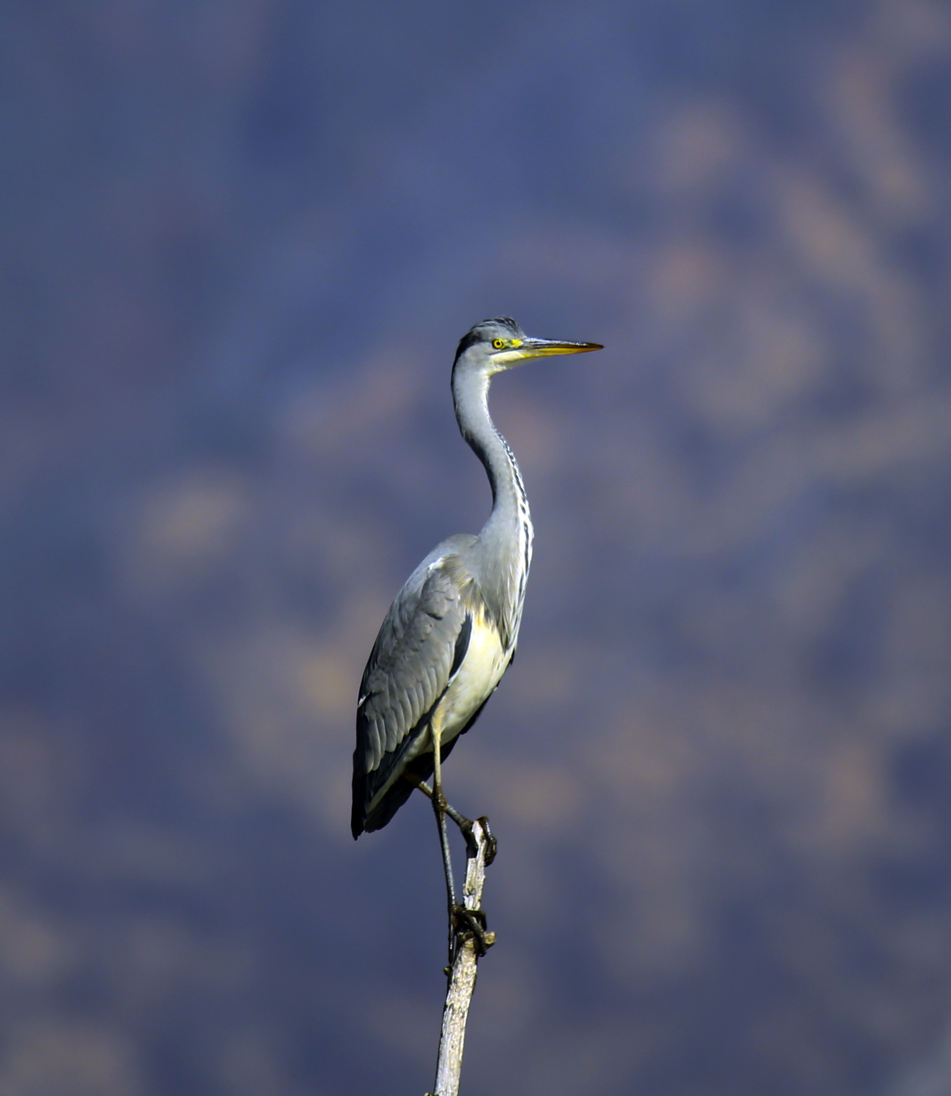 Grey Heron
