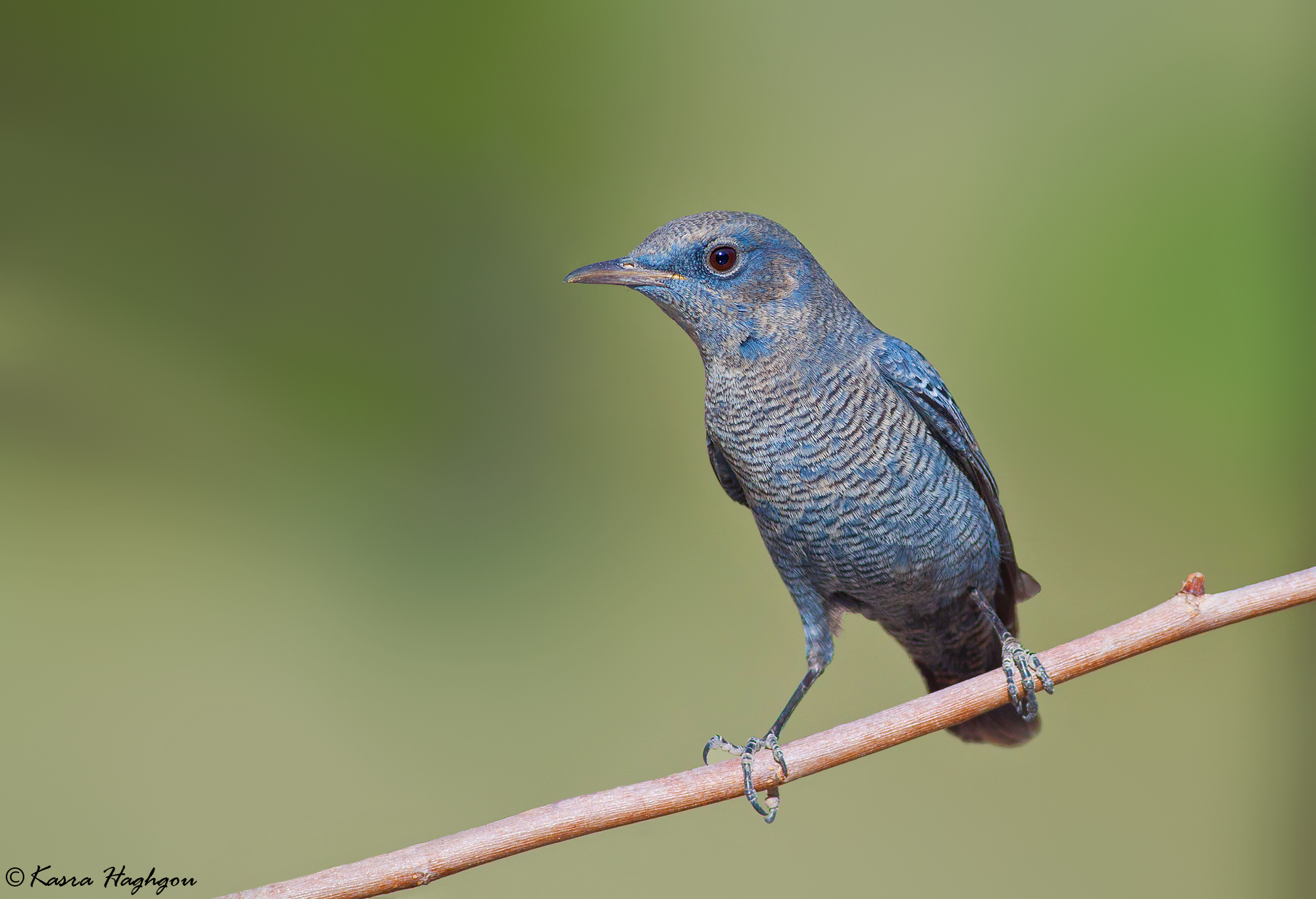 Blue Rock Thrush
