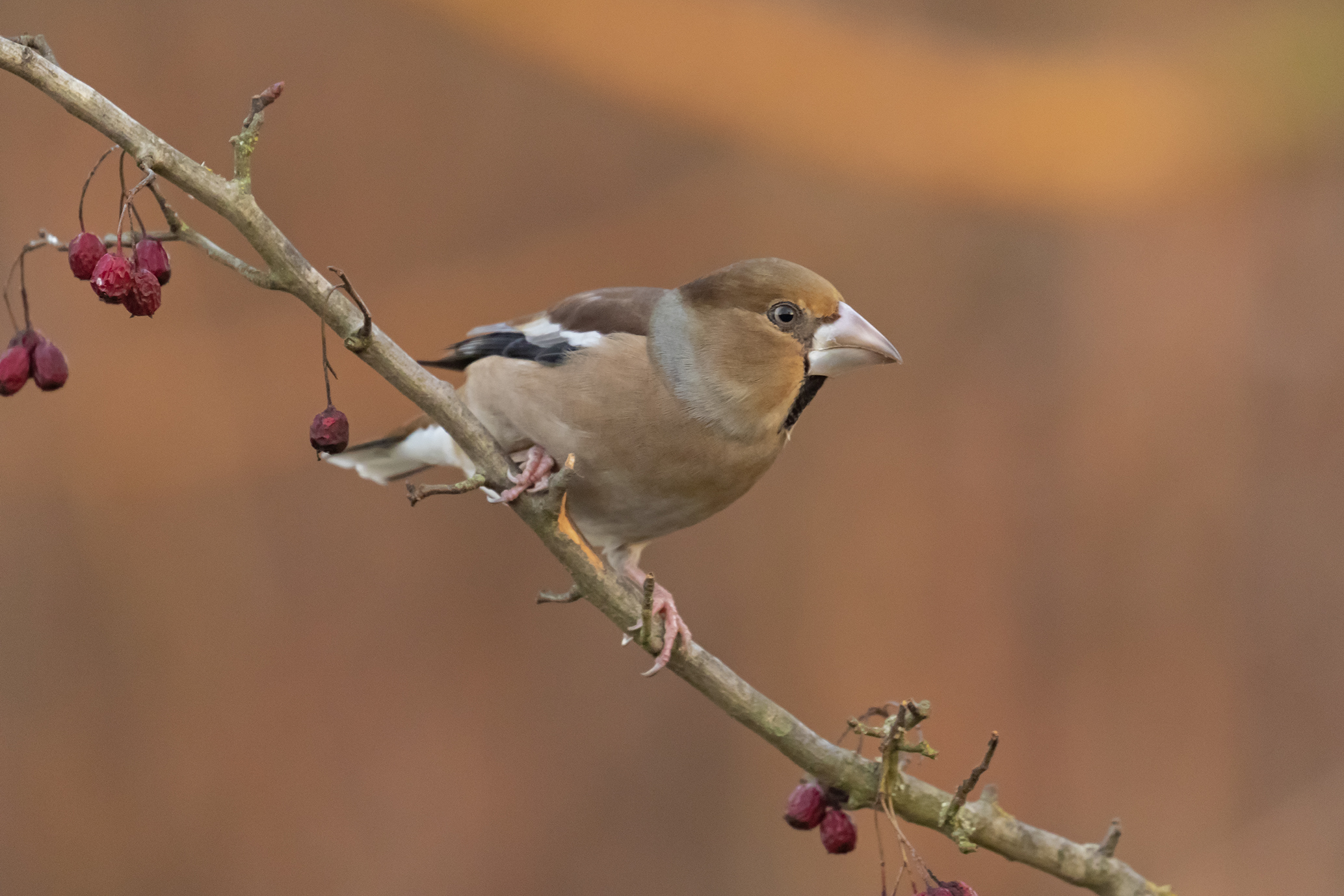 Hawfinch