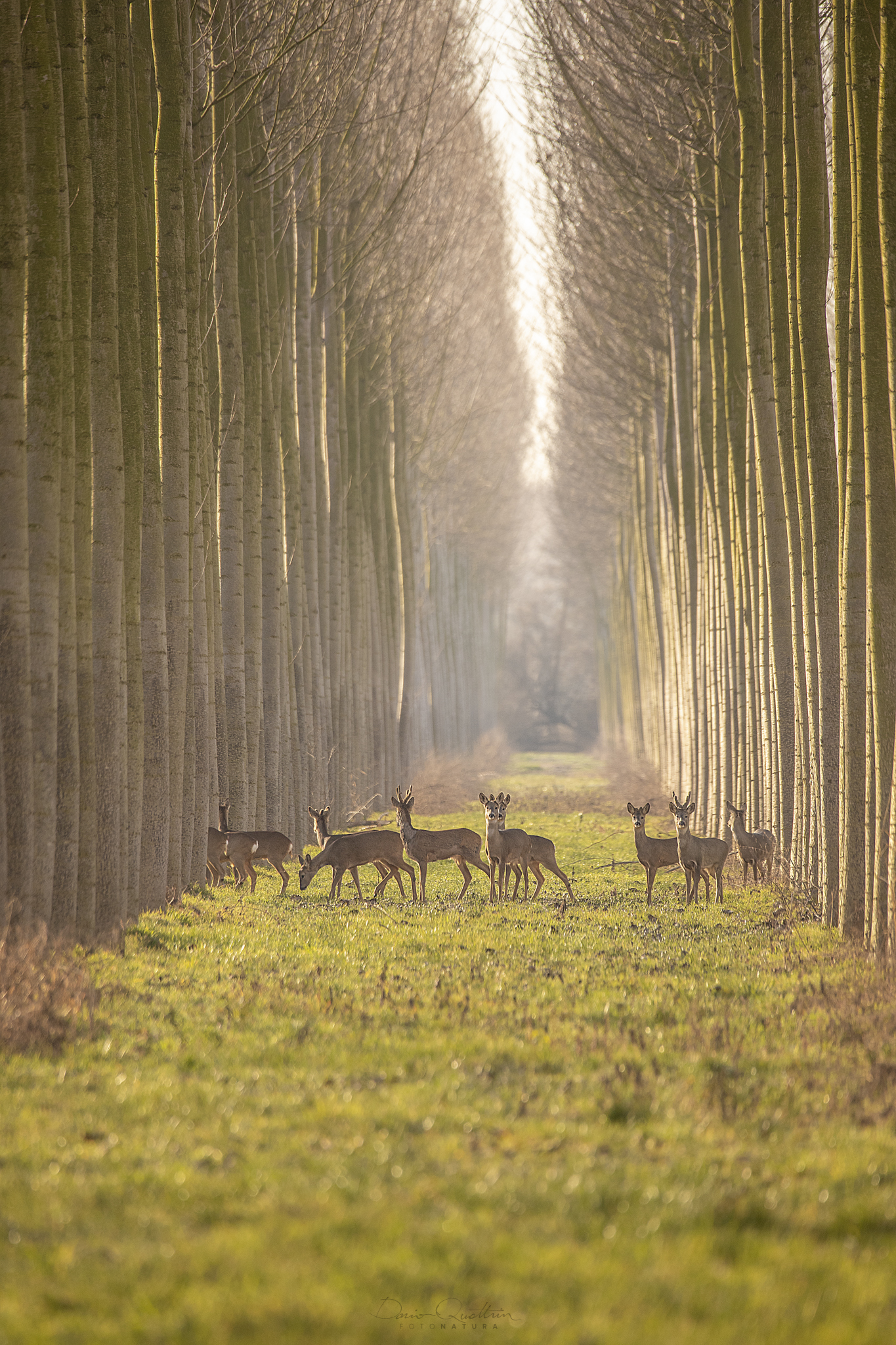 Caprioli nel pioppeto