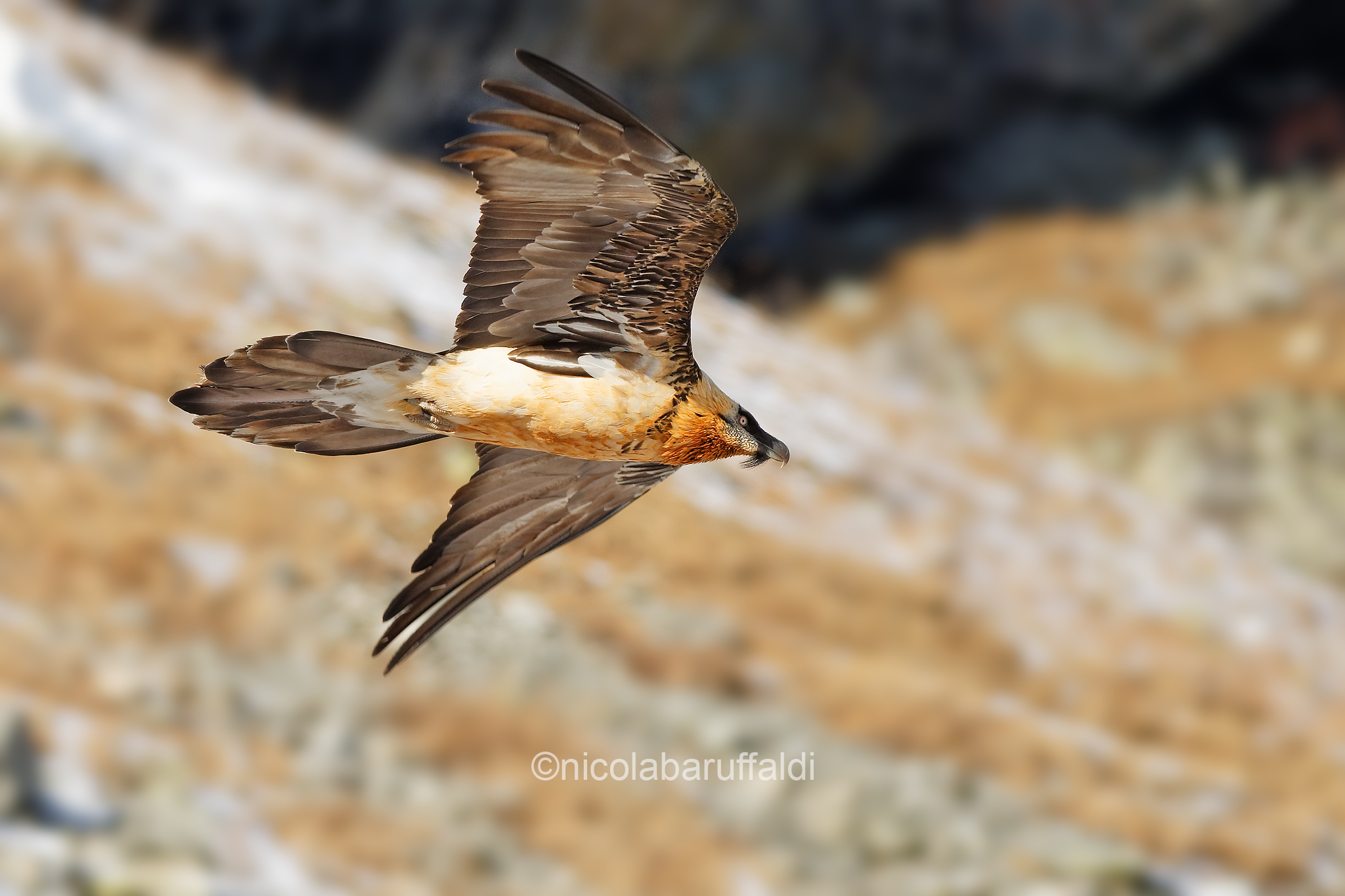 Flying Bearded Vulture
