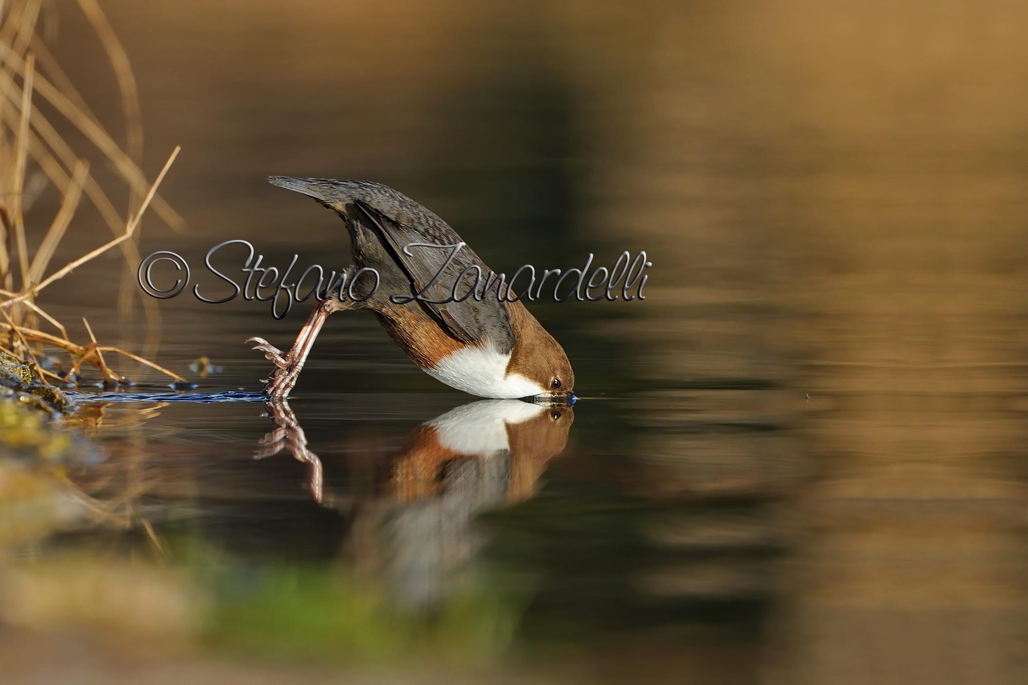 The dip dell'acquaiolo!