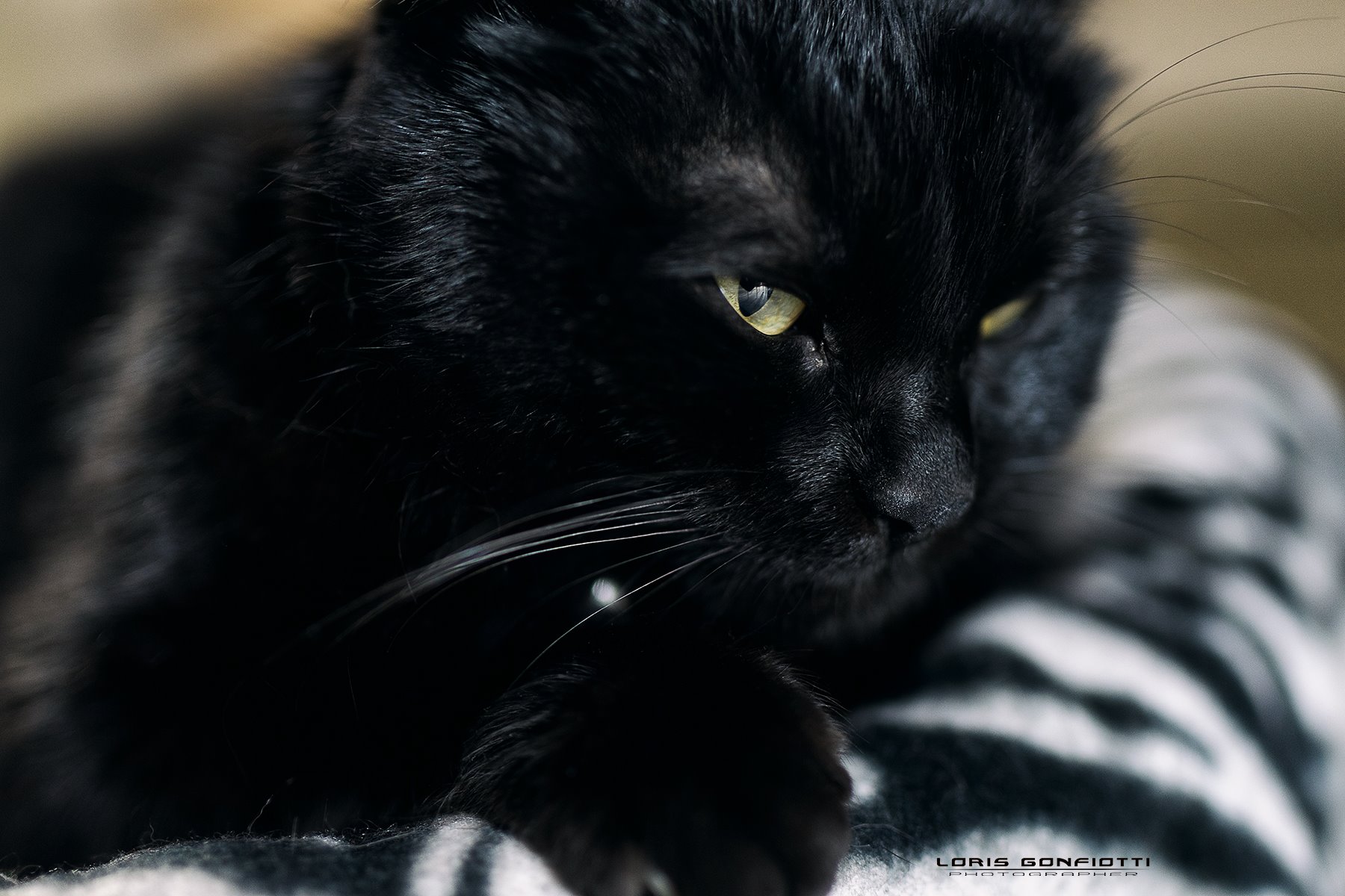 Trudy-Eos R + Tamron 45 SP 1.8