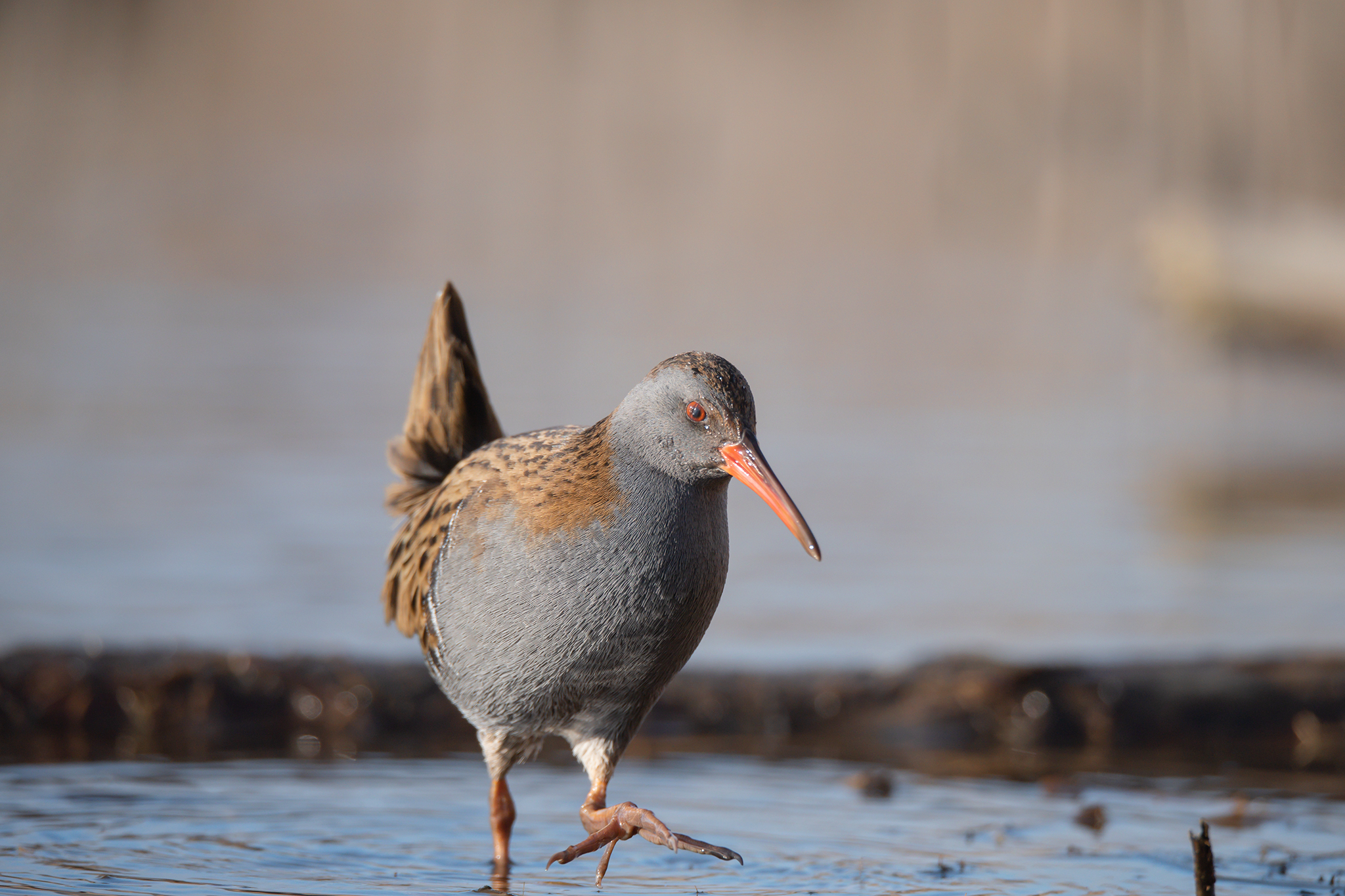 il passo del porciglione