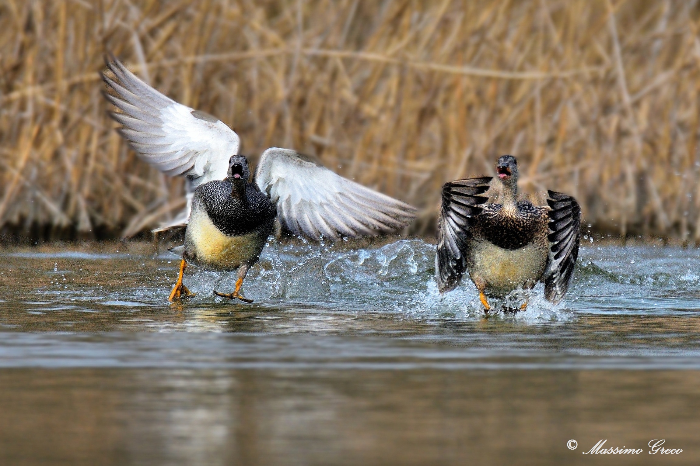 Baruffe tra Canapiglie