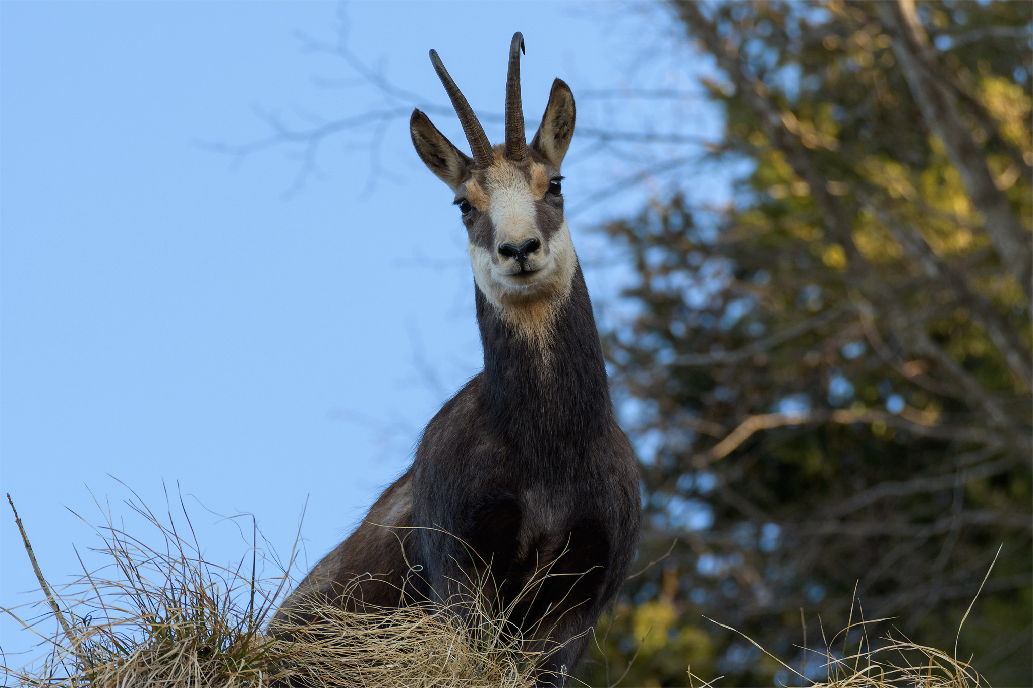 Chamois