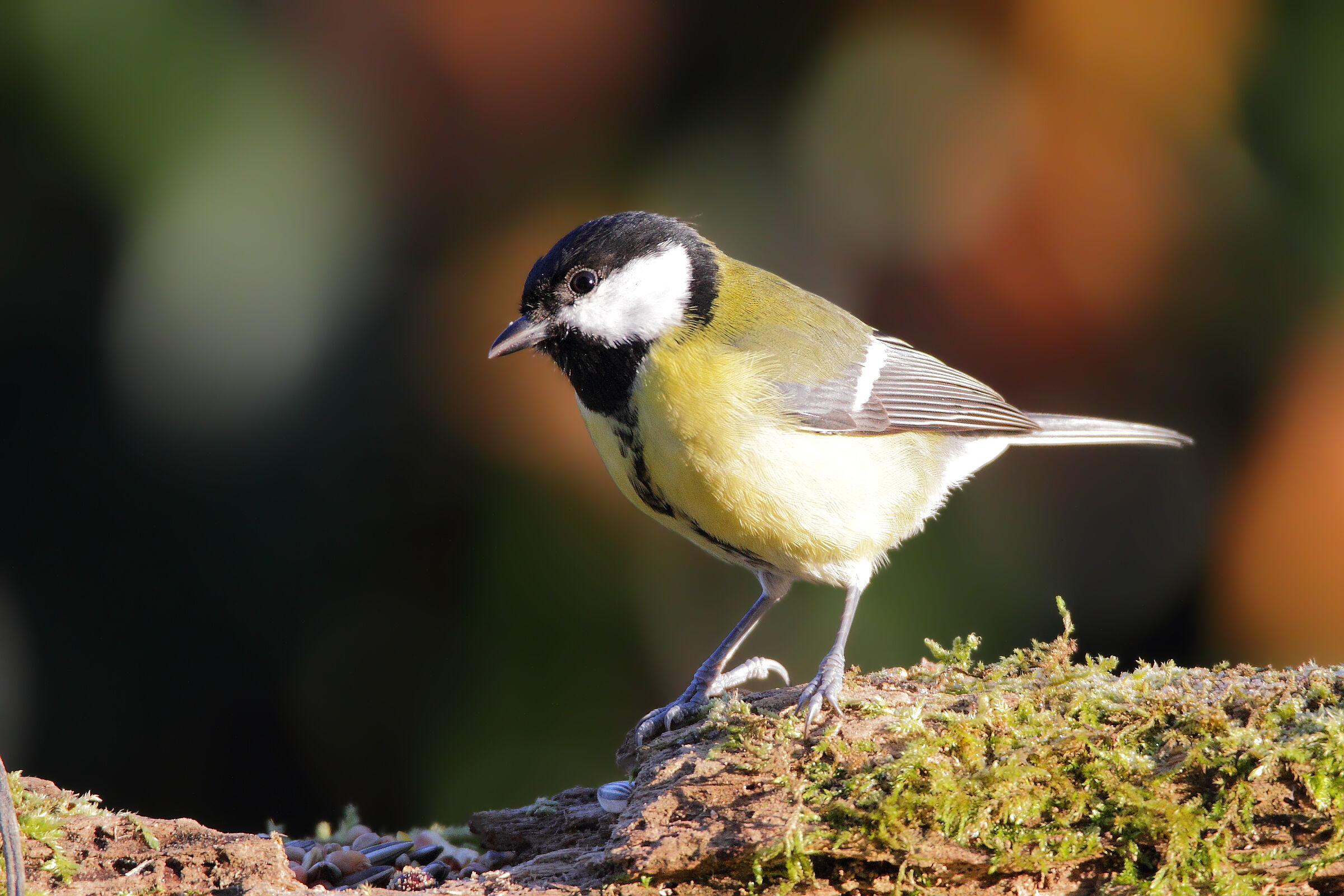 La Cinciallegra al nuovo posatoio