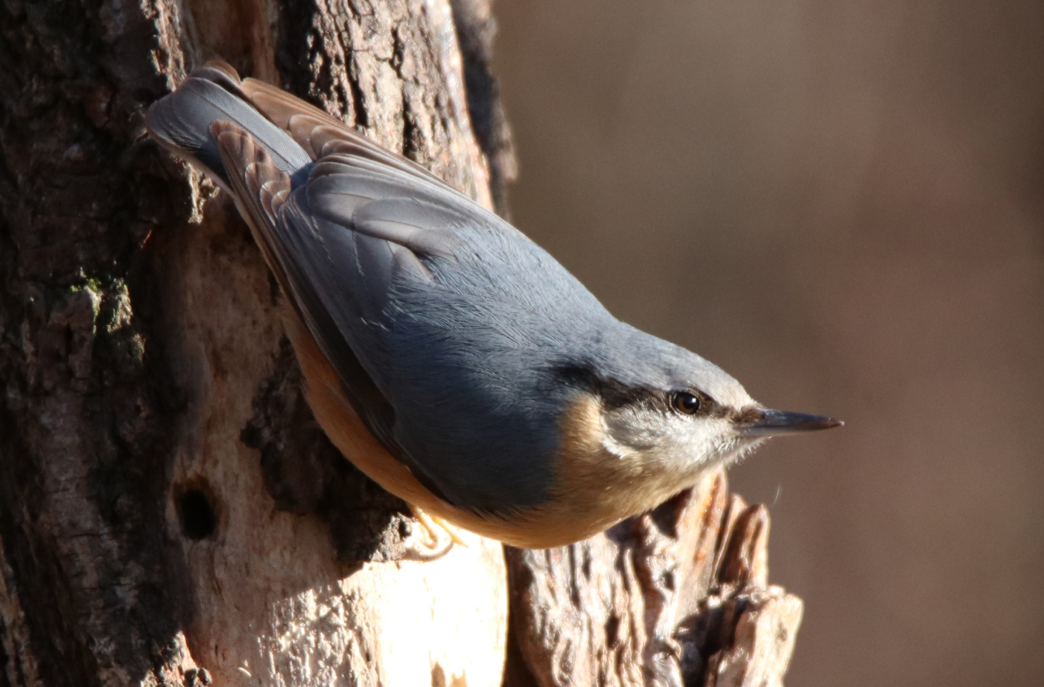 Woodpecker.... Mason