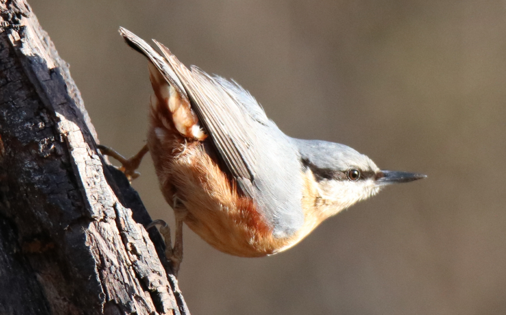 Picchio ....muratore