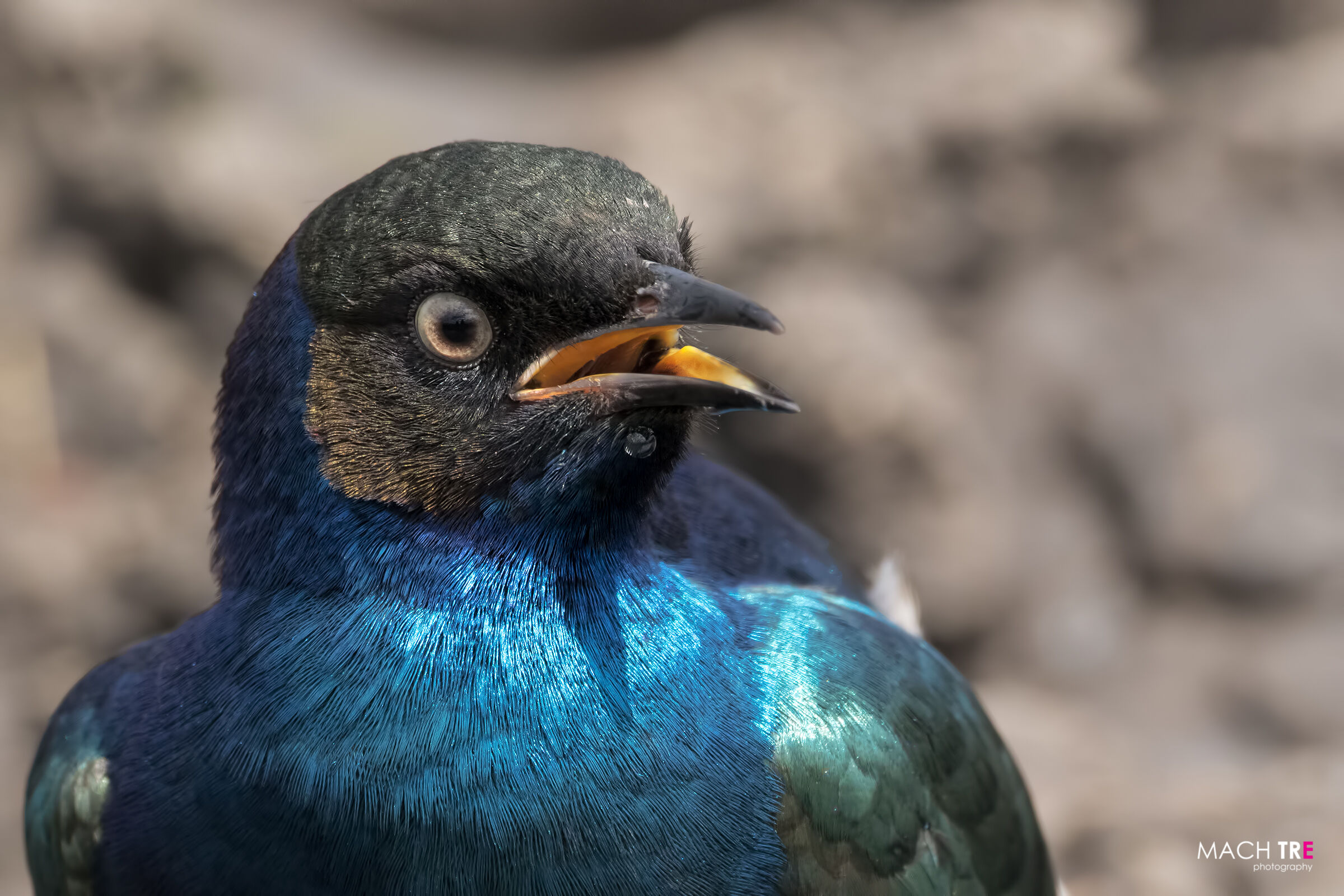 Superb reversal (Lamprotornis superbus)