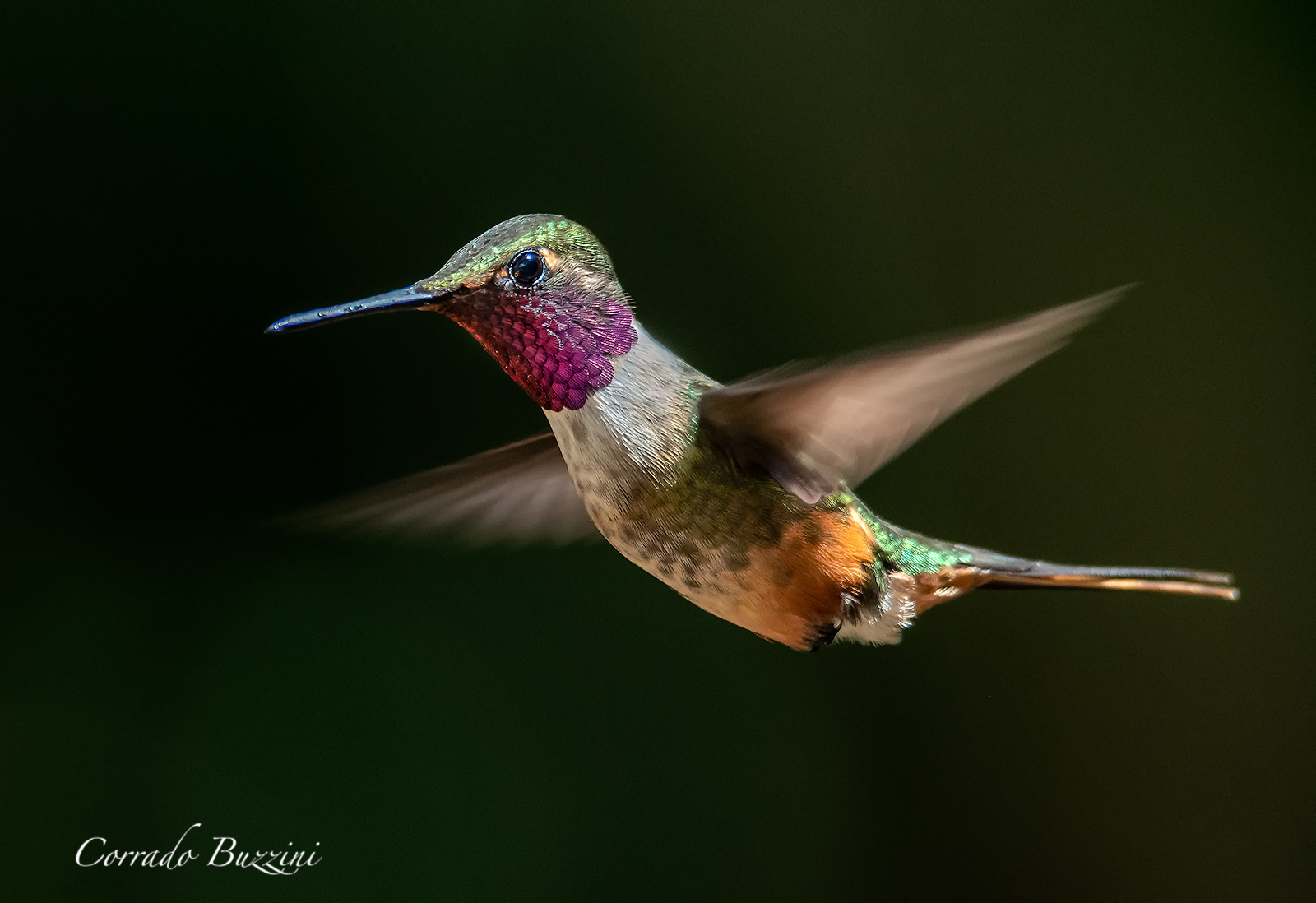 colibrì