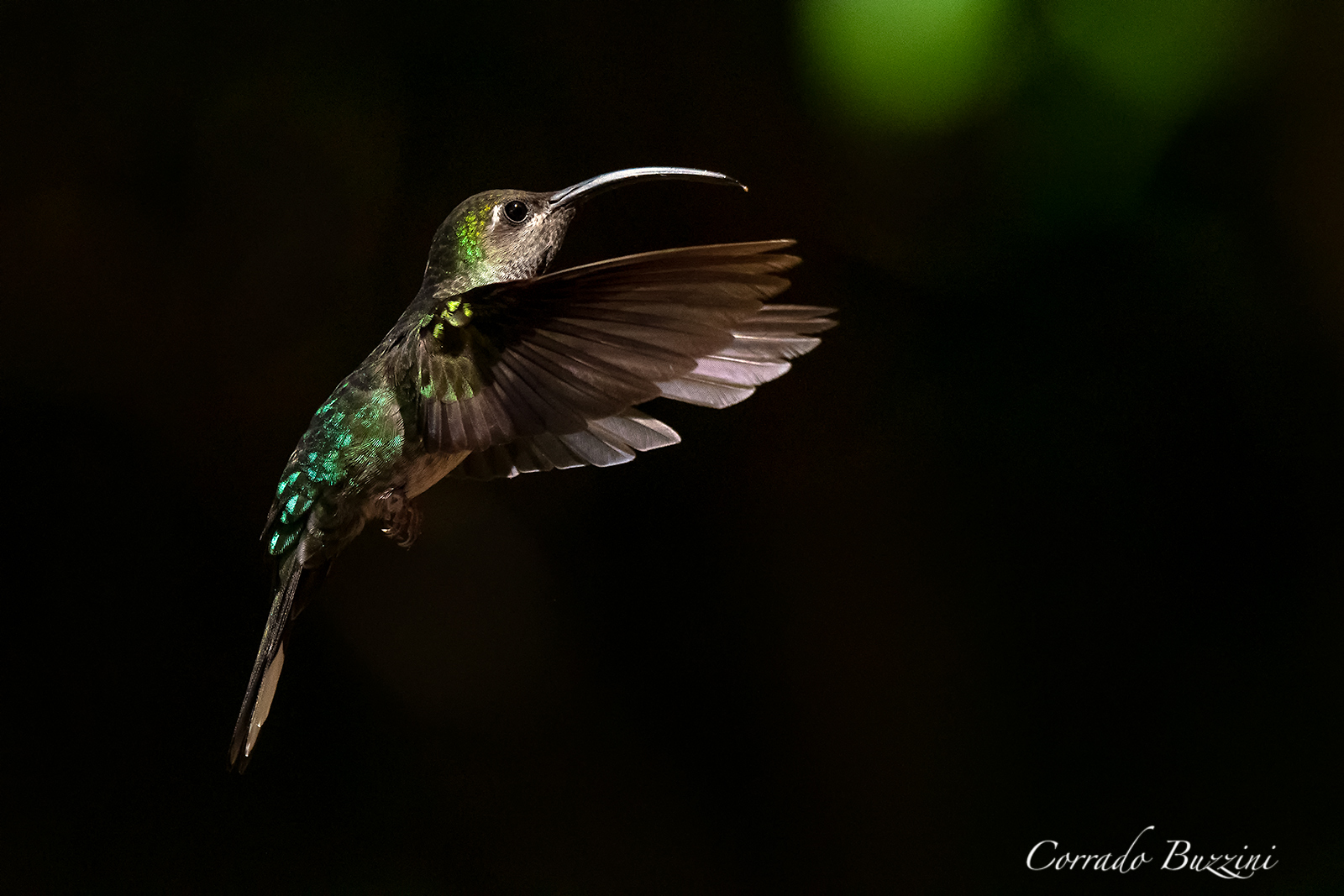 colibrì