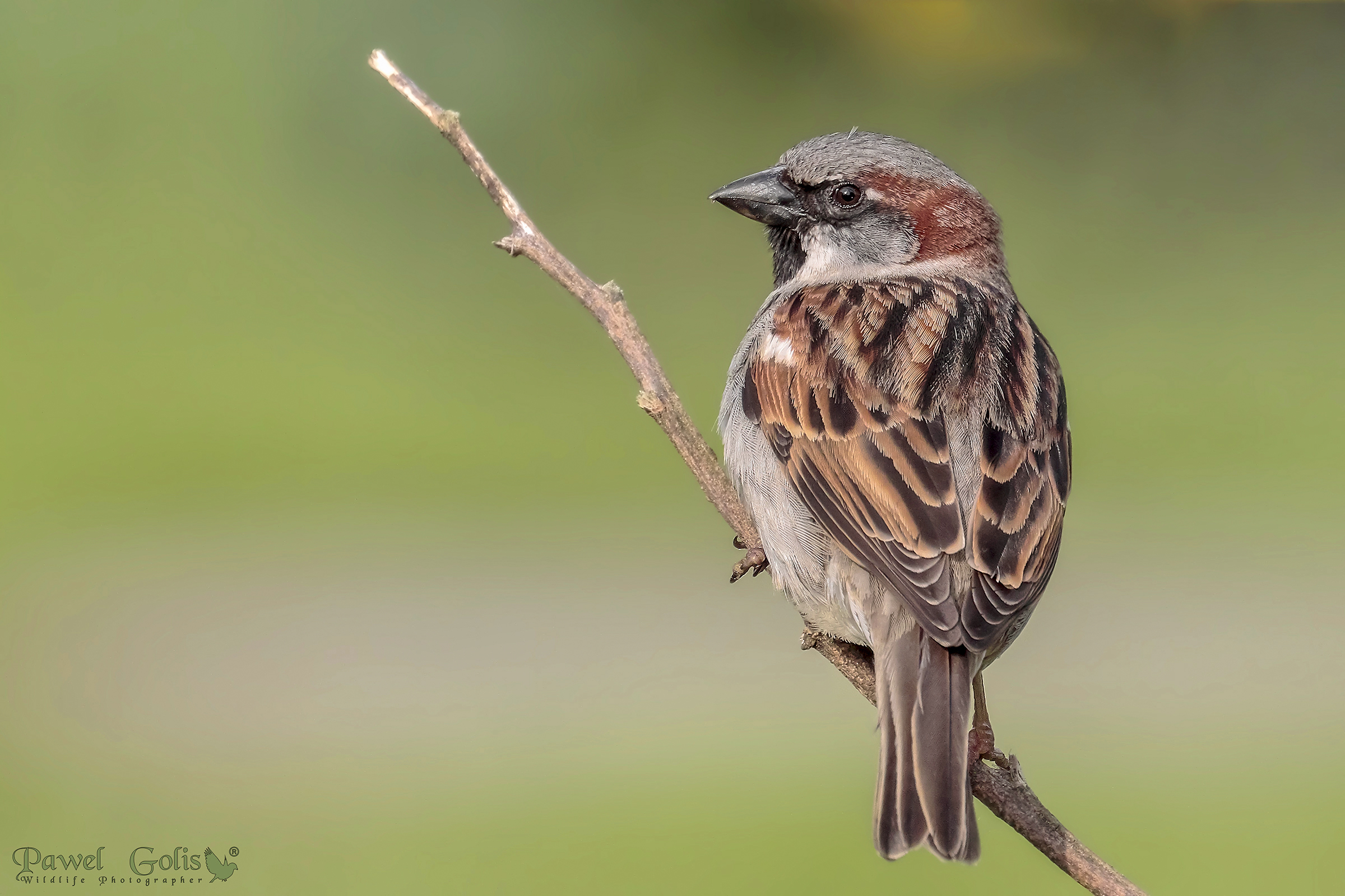 Casa Sparrow (Passer domesticus)