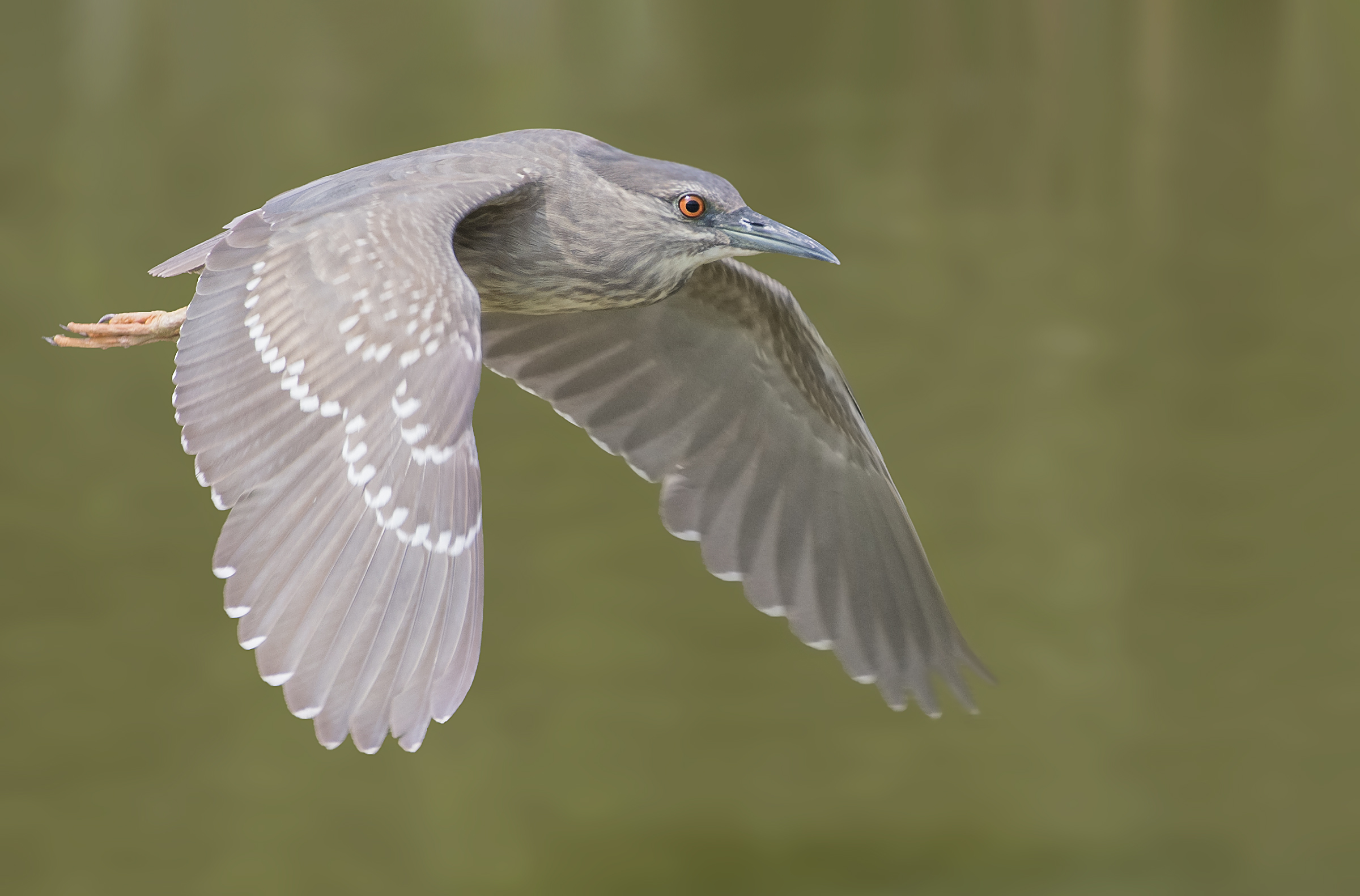 nitticora giovane in volo