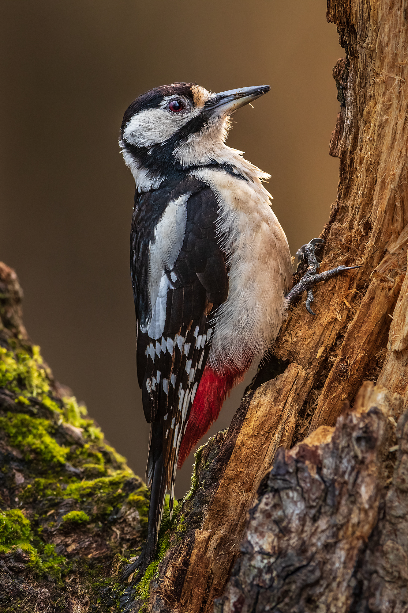 Senior Red Woodpeckers